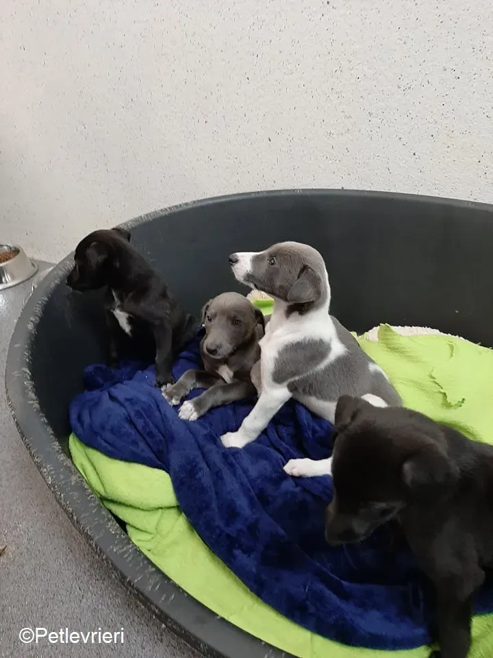 Artù adozione levrieri greyhound 4