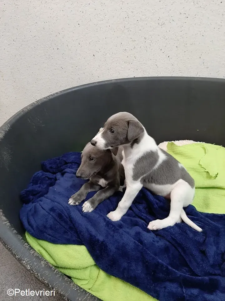 Artù adozione levrieri greyhound 5