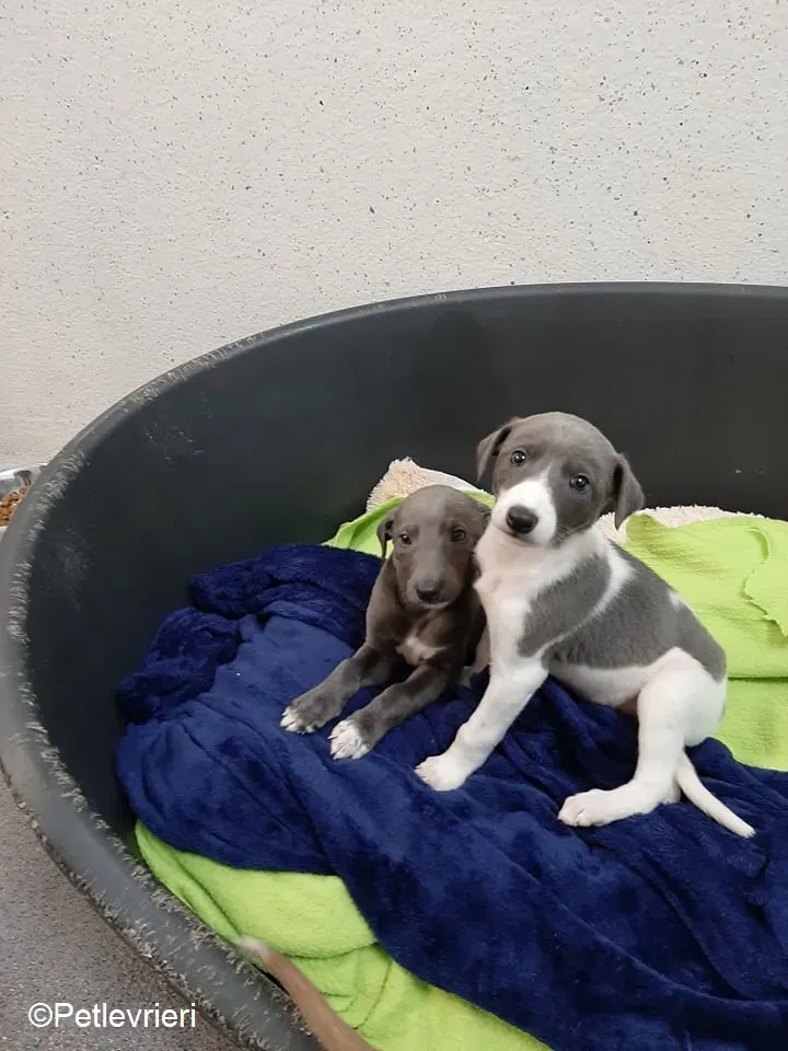 Artù adozione levrieri greyhound 6