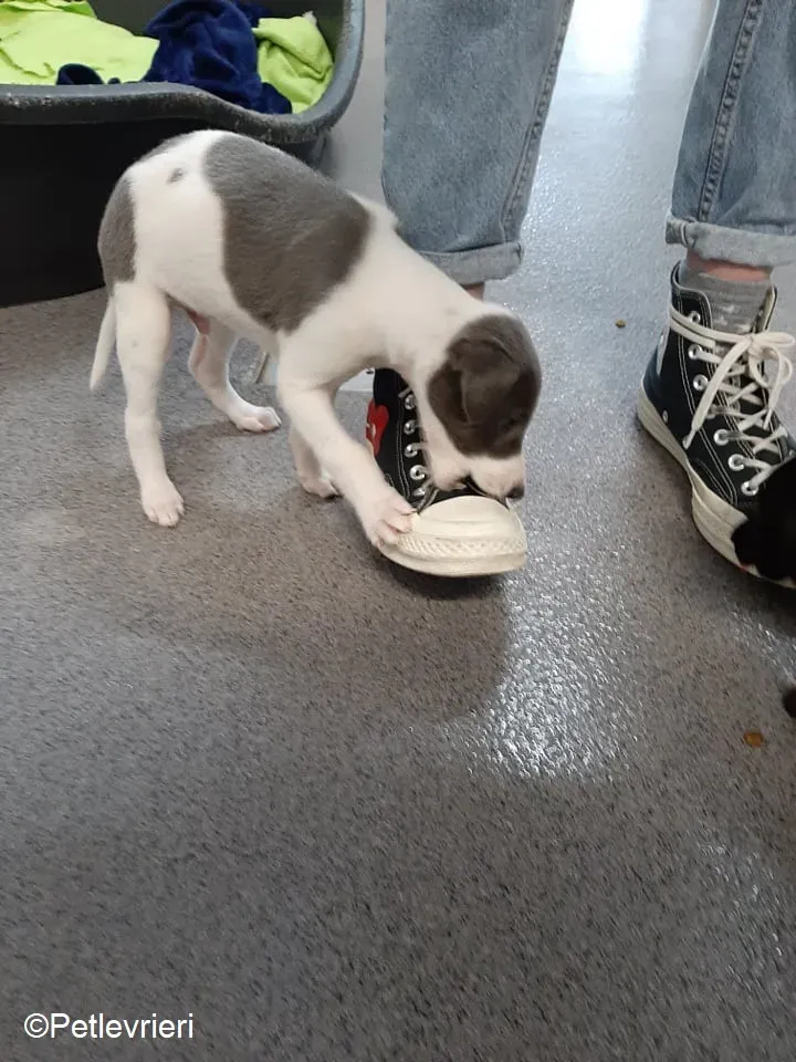 Artù adozione levrieri greyhound 7