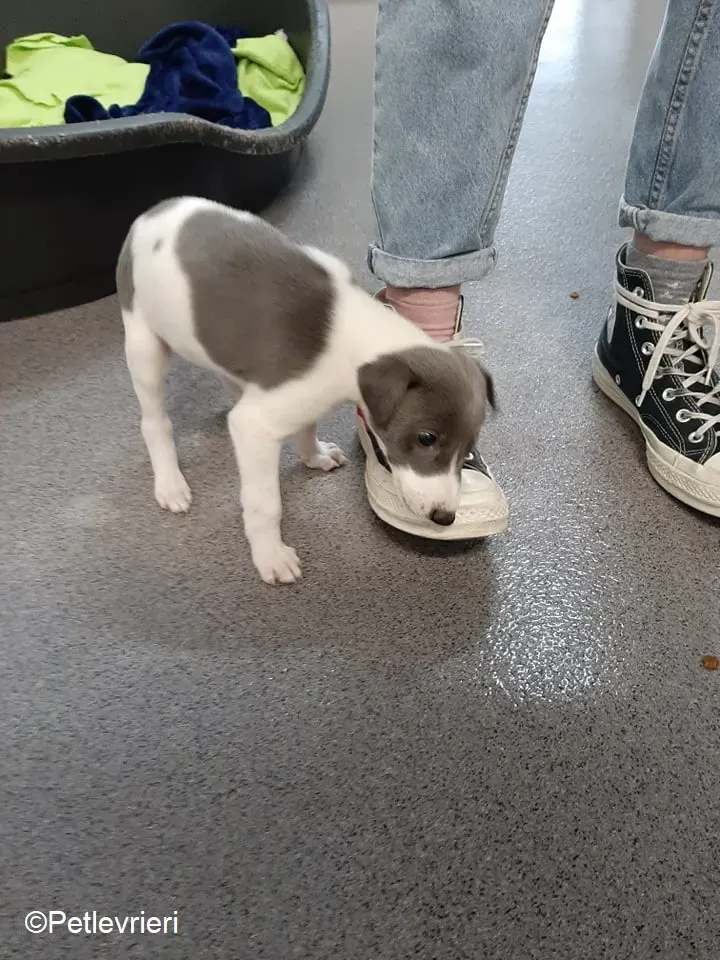 Artù adozione levrieri greyhound 8