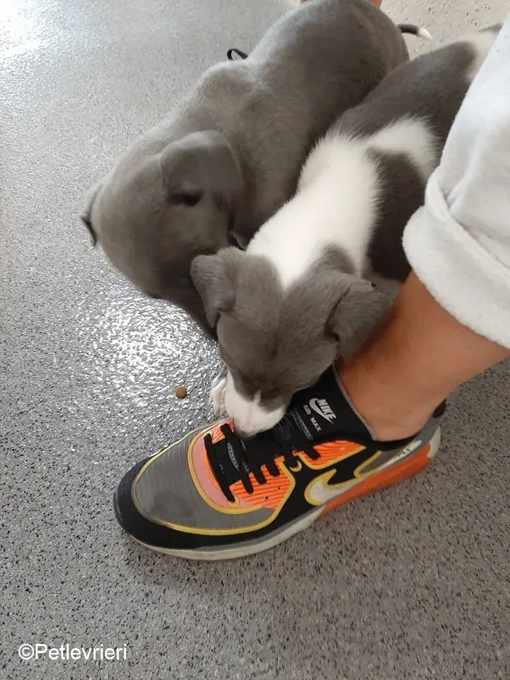 Artù adozione levrieri greyhound 9