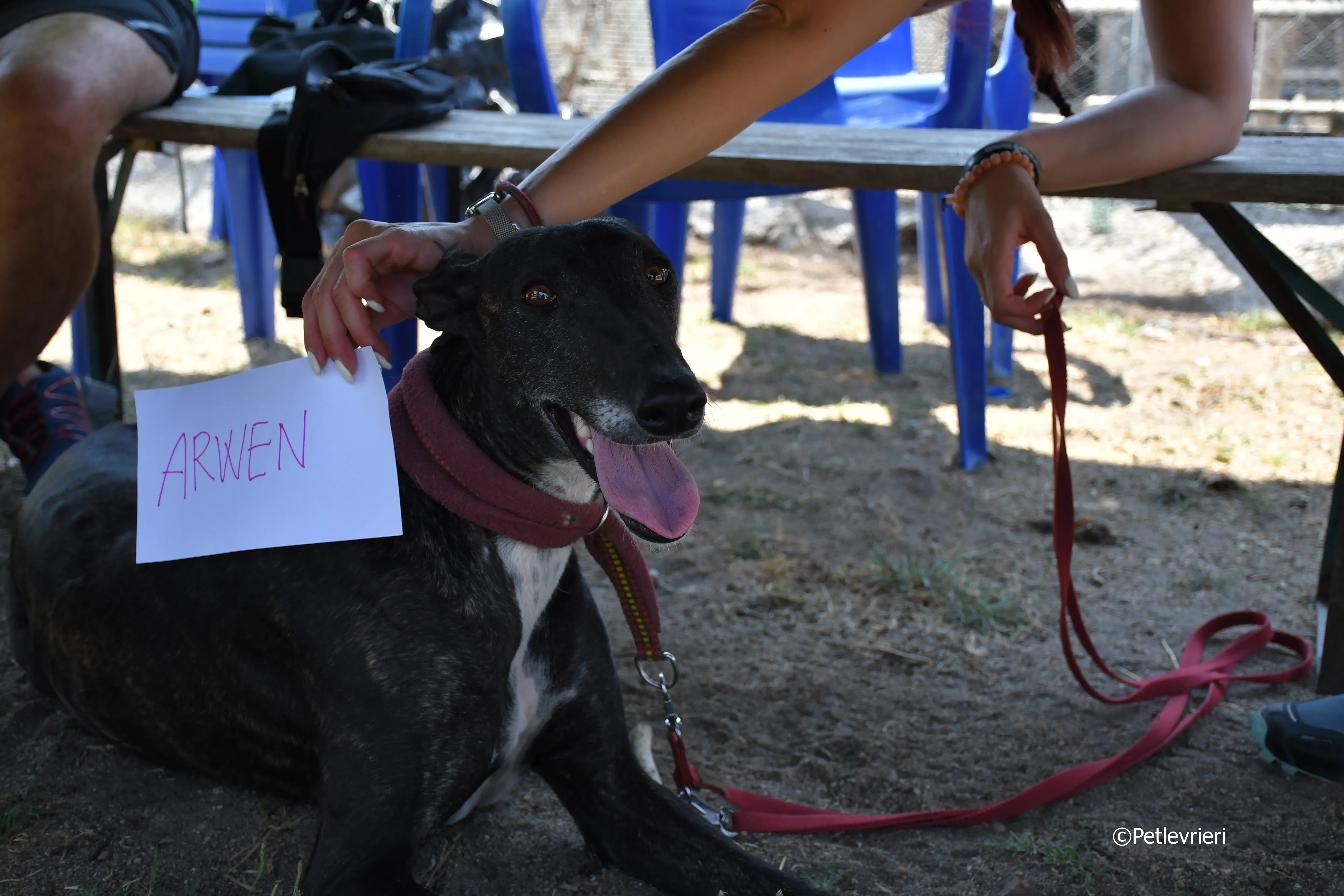 Arwen adozione levrieri galgo 1