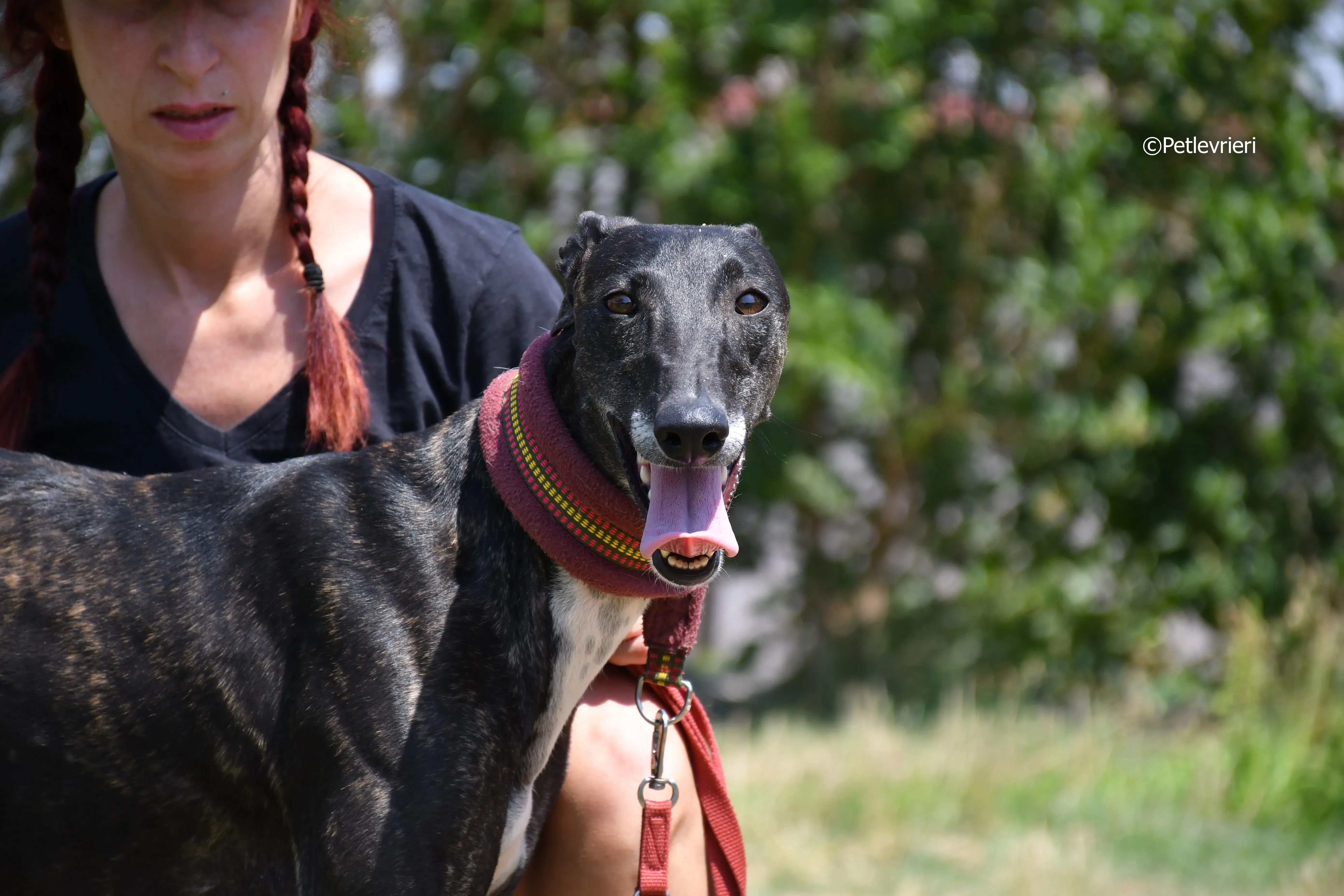 Arwen adozione levrieri galgo 5