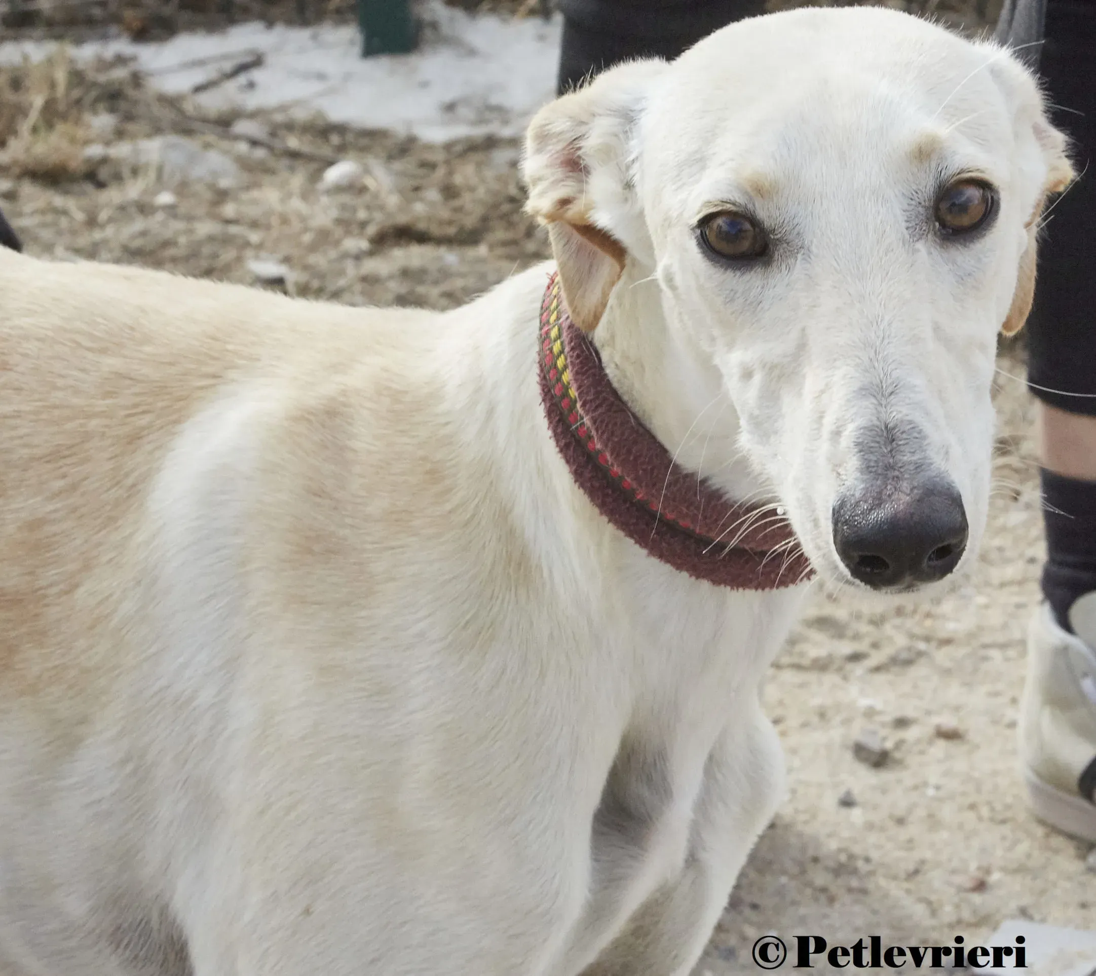 Arya galgo adozione pet levrieri onlus 1 1 scaled e1675322721458