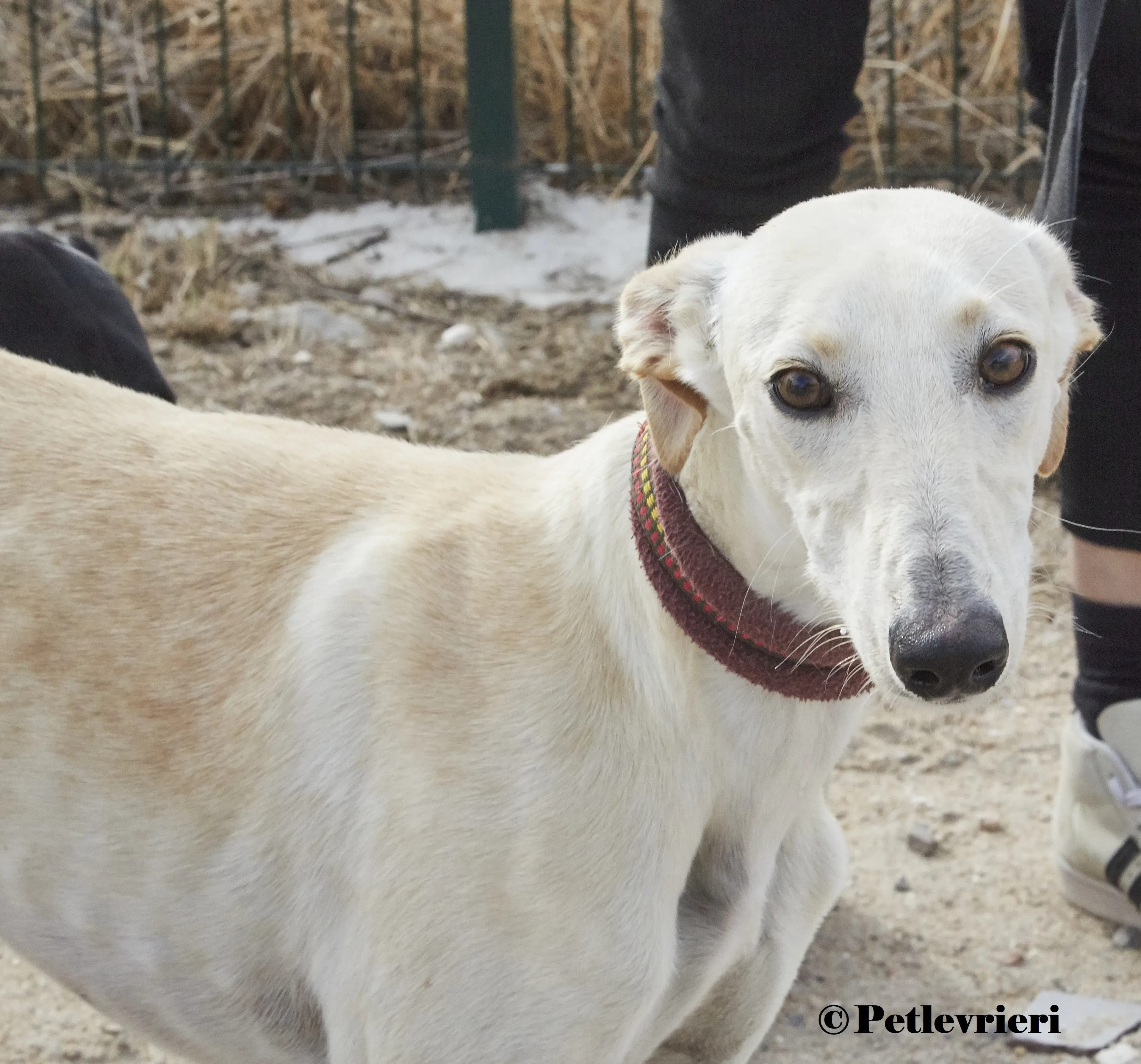 Arya galgo adozione pet levrieri onlus 1 1