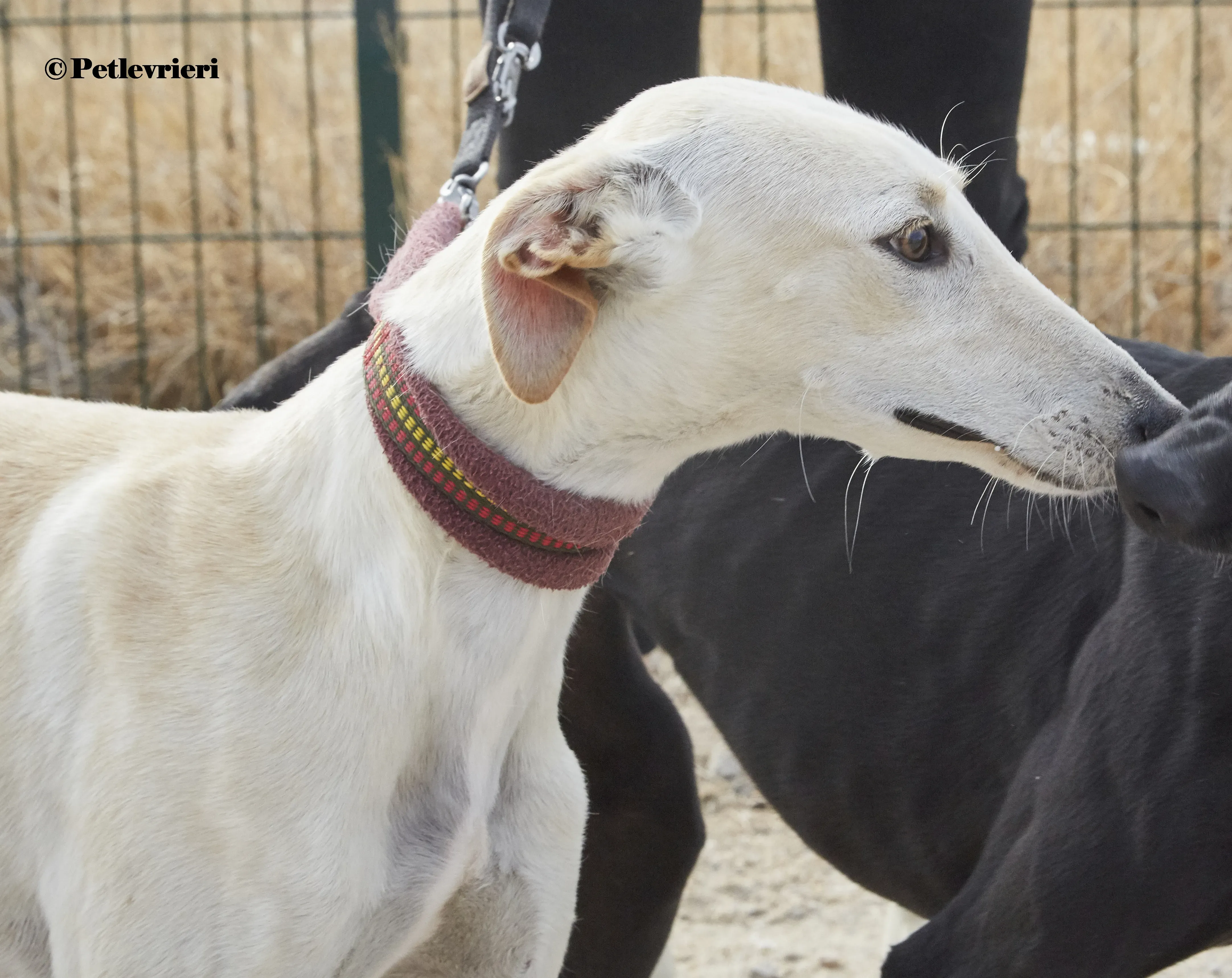 Arya galgo adozione pet levrieri onlus 10 1