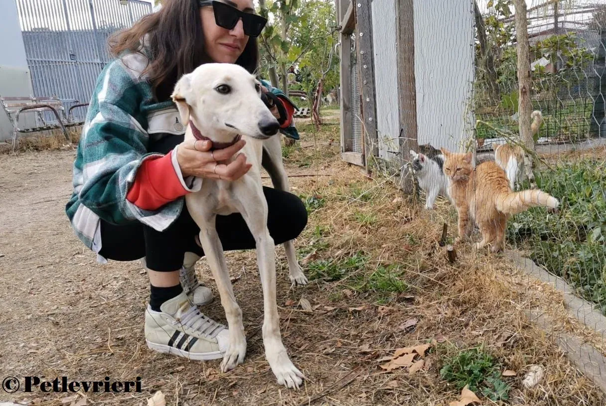 Arya galgo adozione pet levrieri onlus 2 1