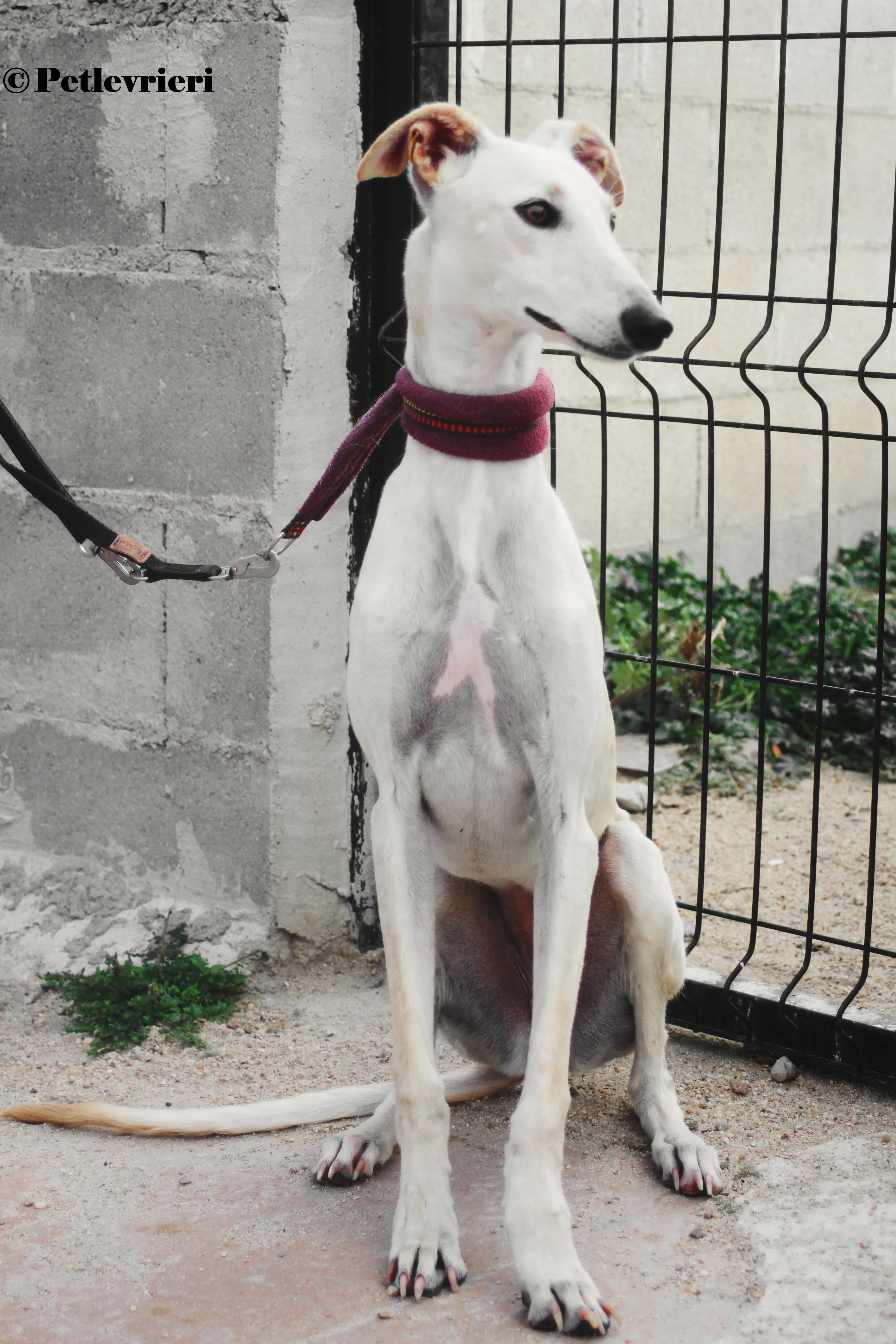 Arya galgo adozione pet levrieri onlus 3 1