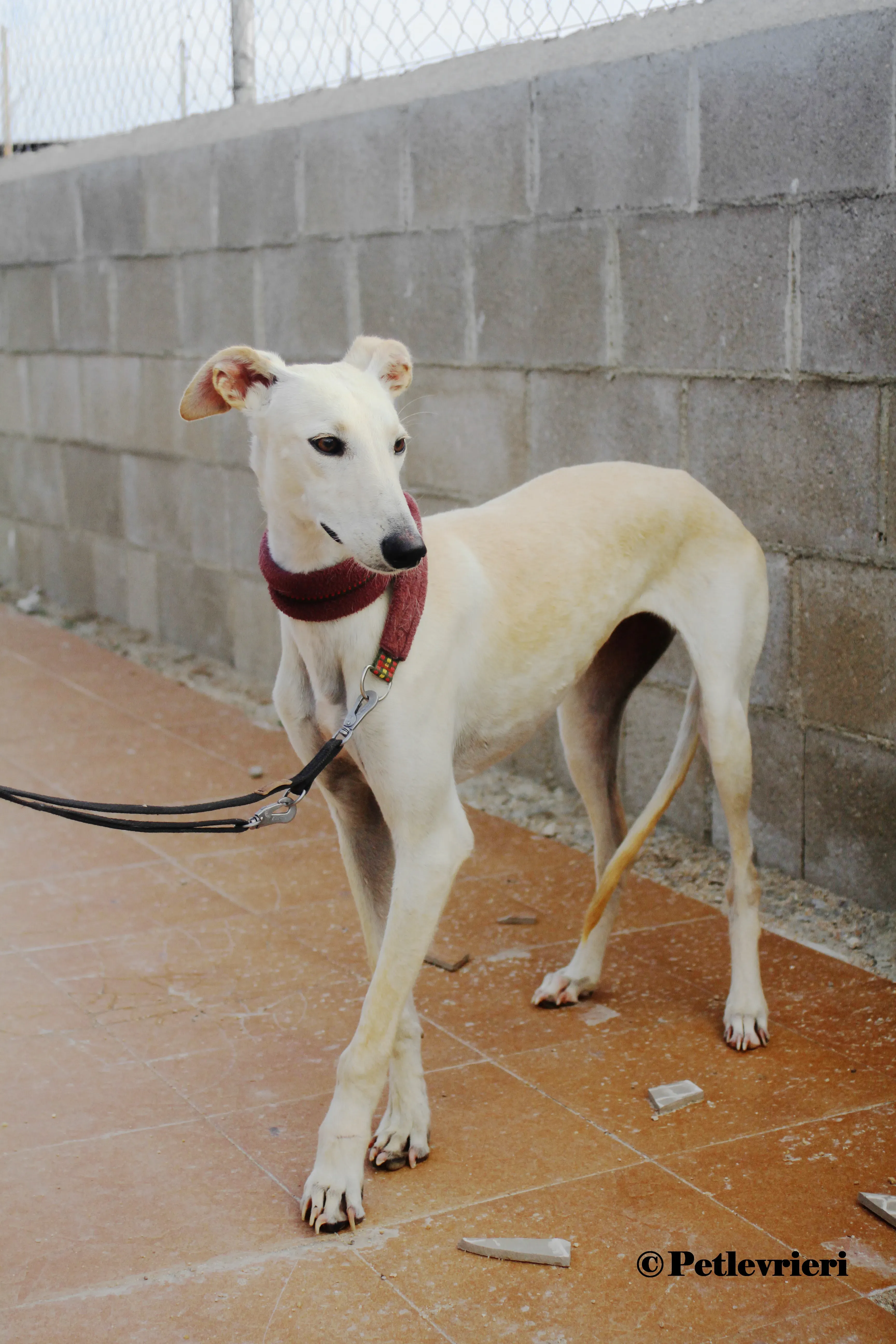 Arya galgo adozione pet levrieri onlus 4 1