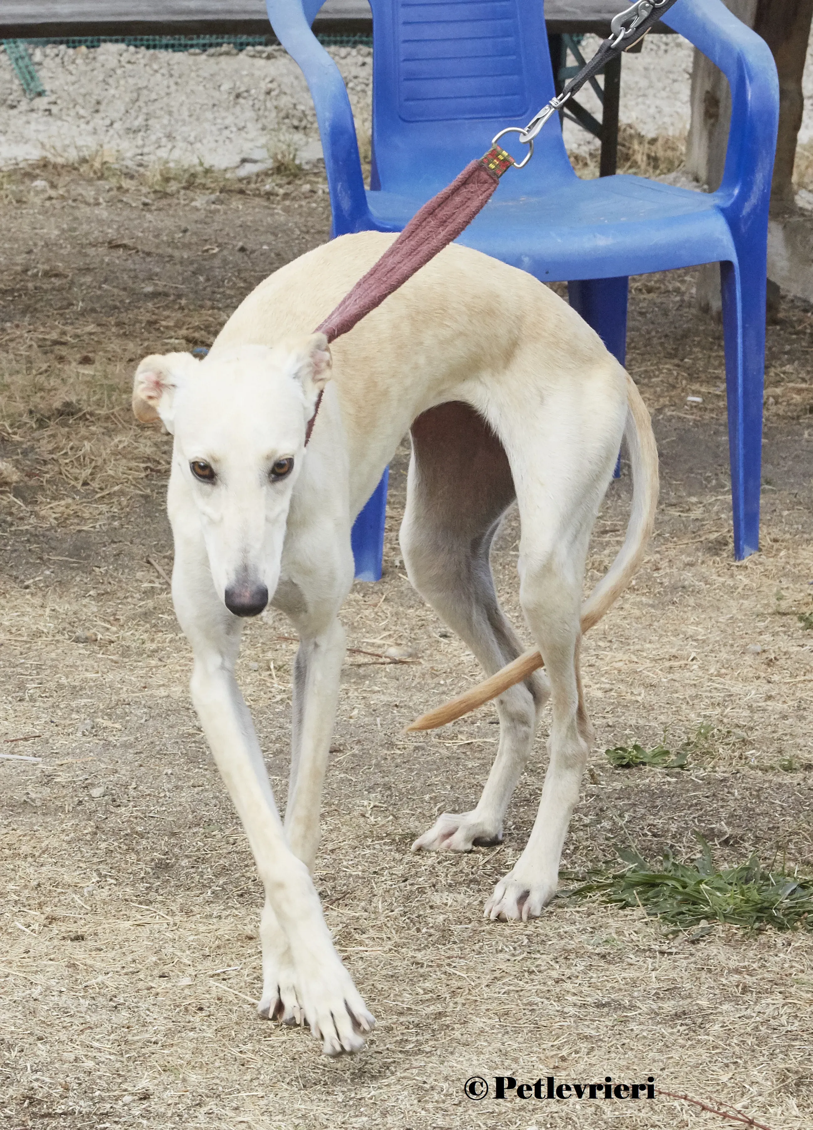 Arya galgo adozione pet levrieri onlus 4 4