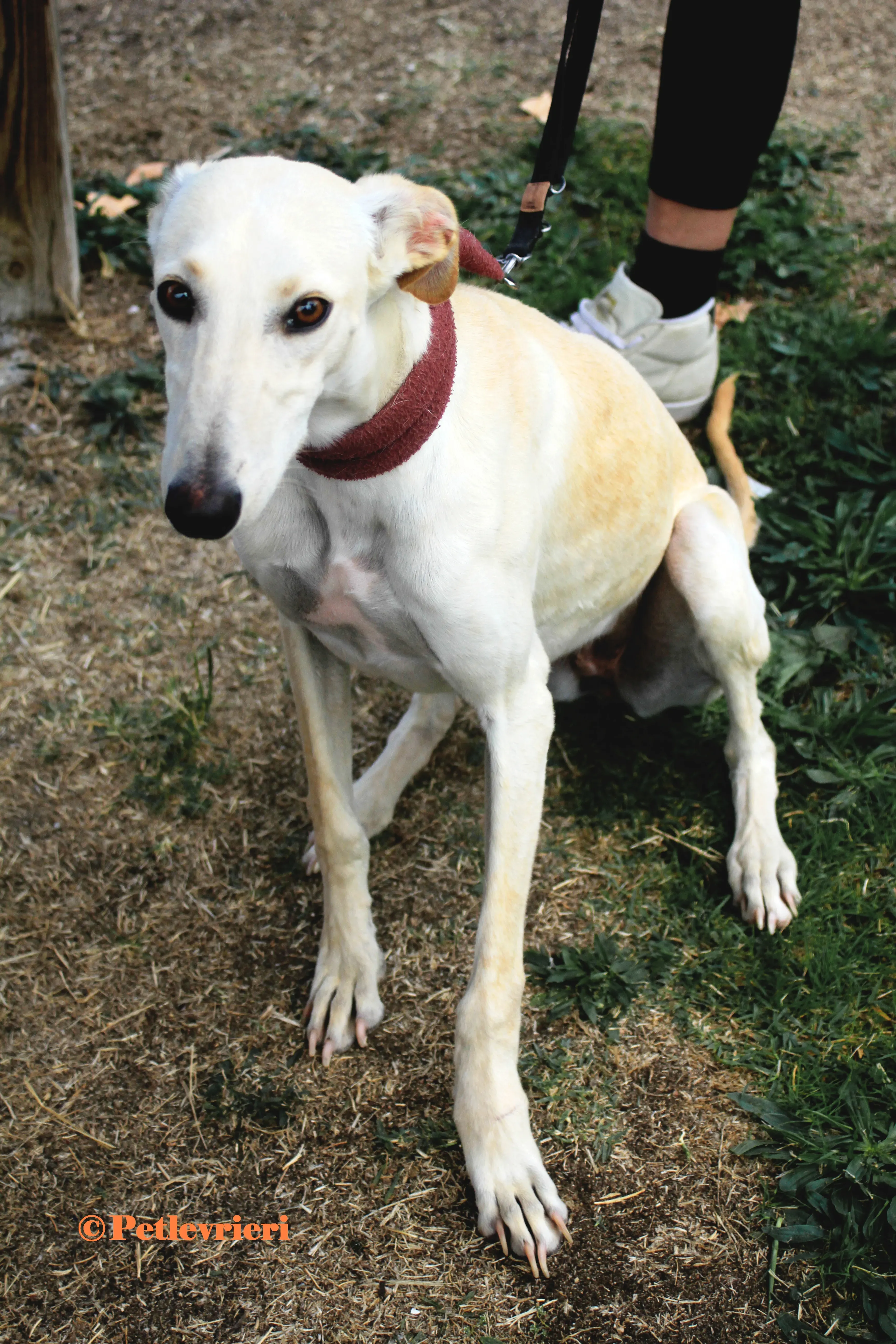 Arya galgo adozione pet levrieri onlus 5 1