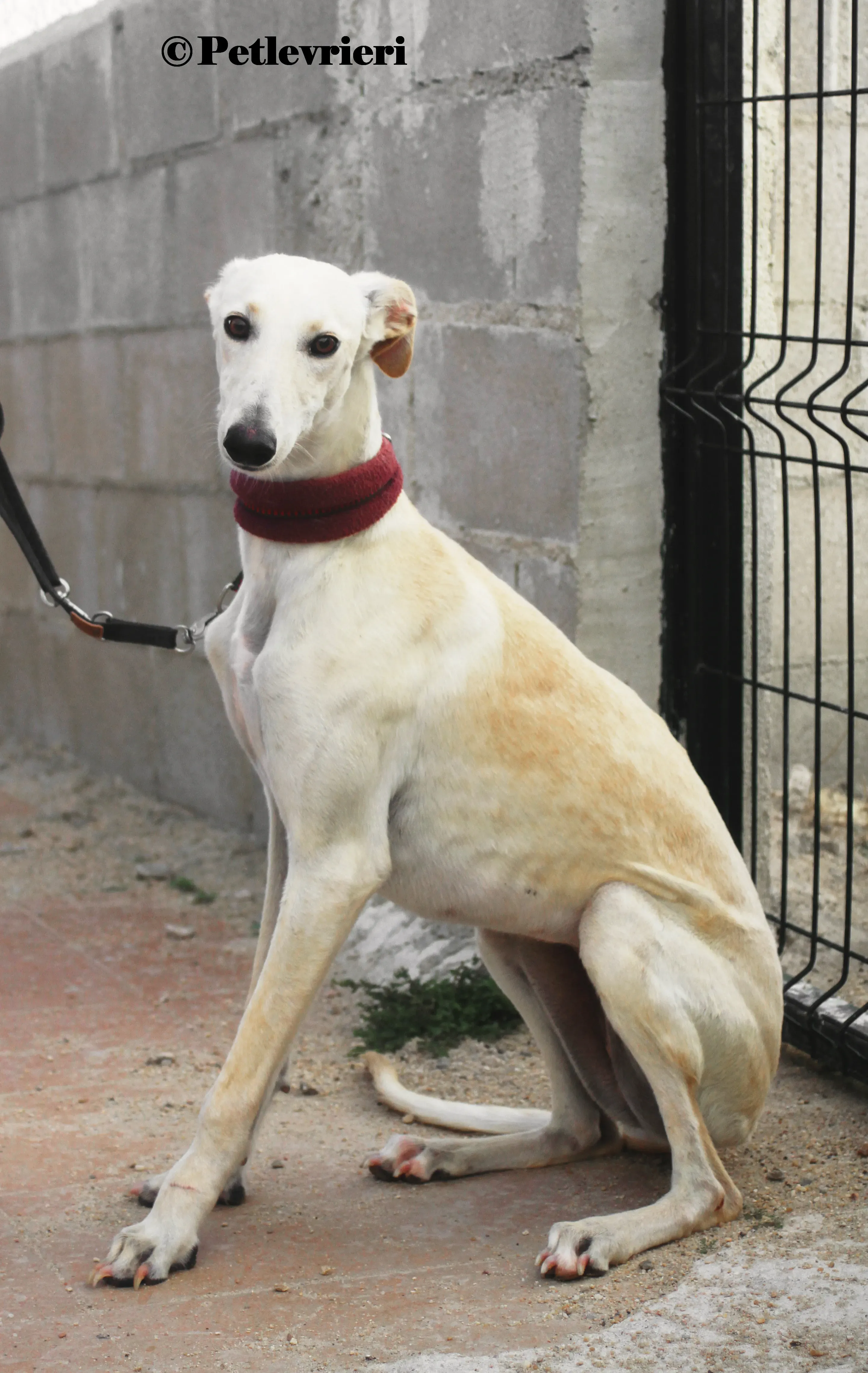 Arya galgo adozione pet levrieri onlus 6 1