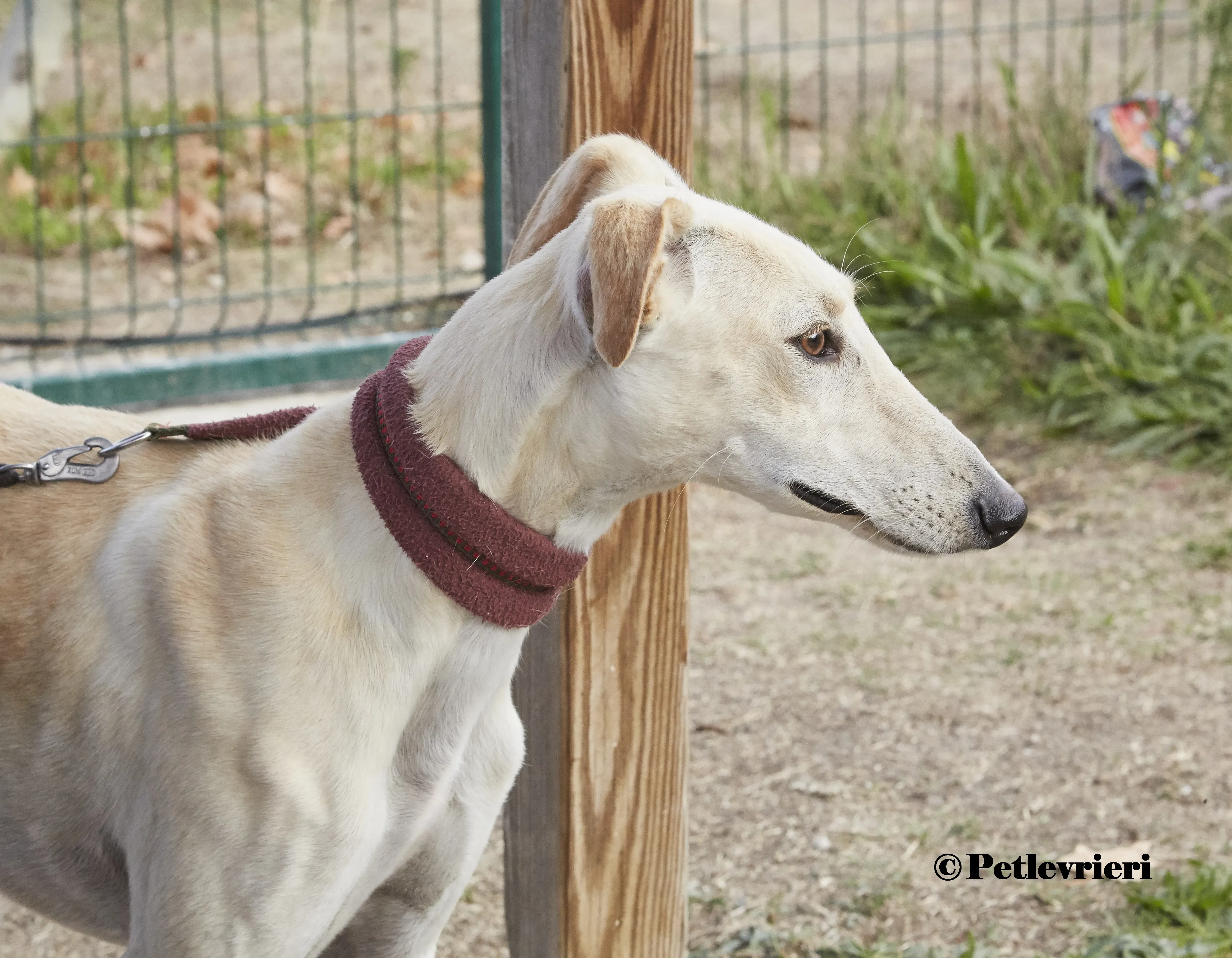 Arya galgo adozione pet levrieri onlus 7 1