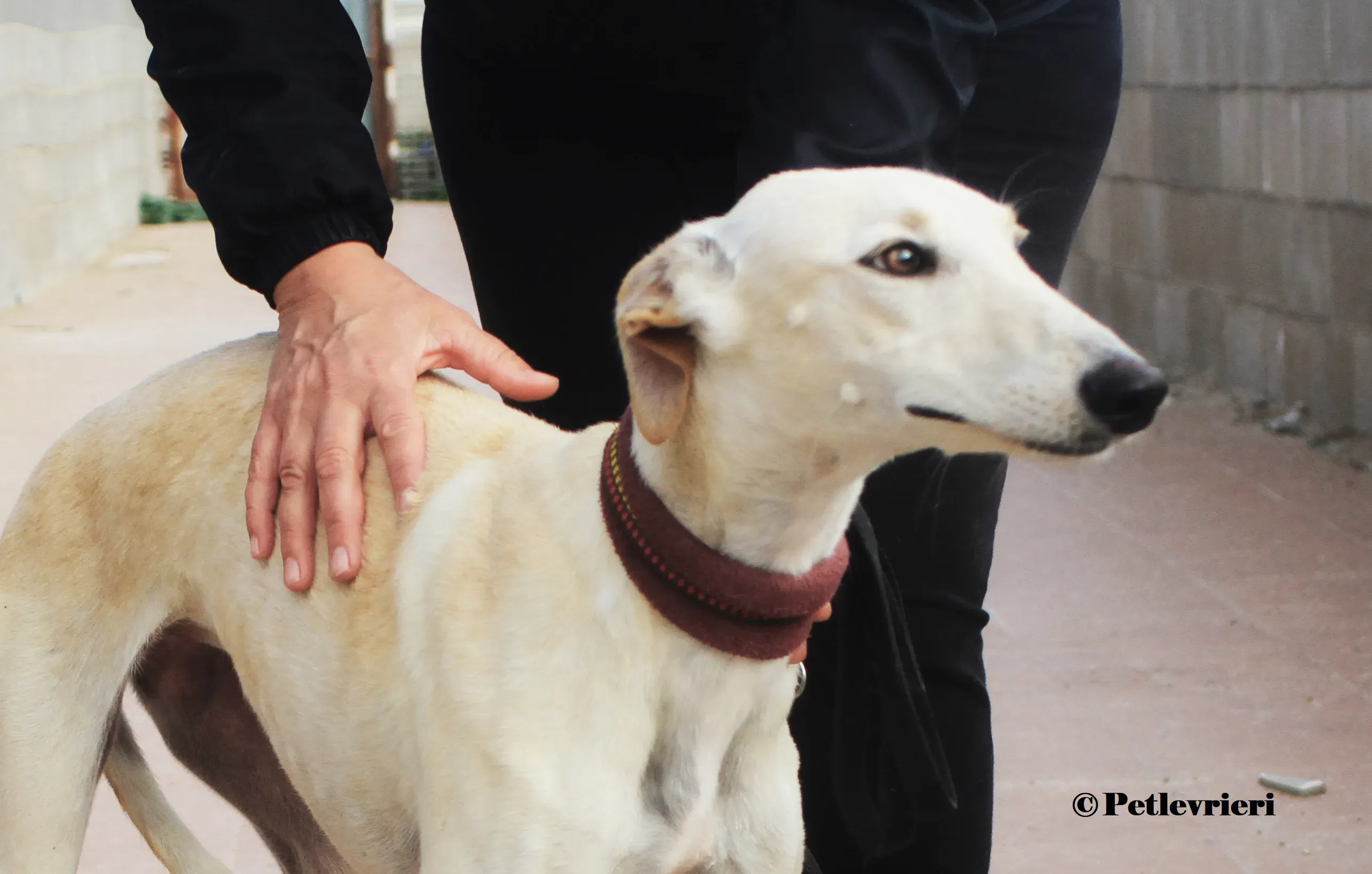 Arya galgo adozione pet levrieri onlus 8 1