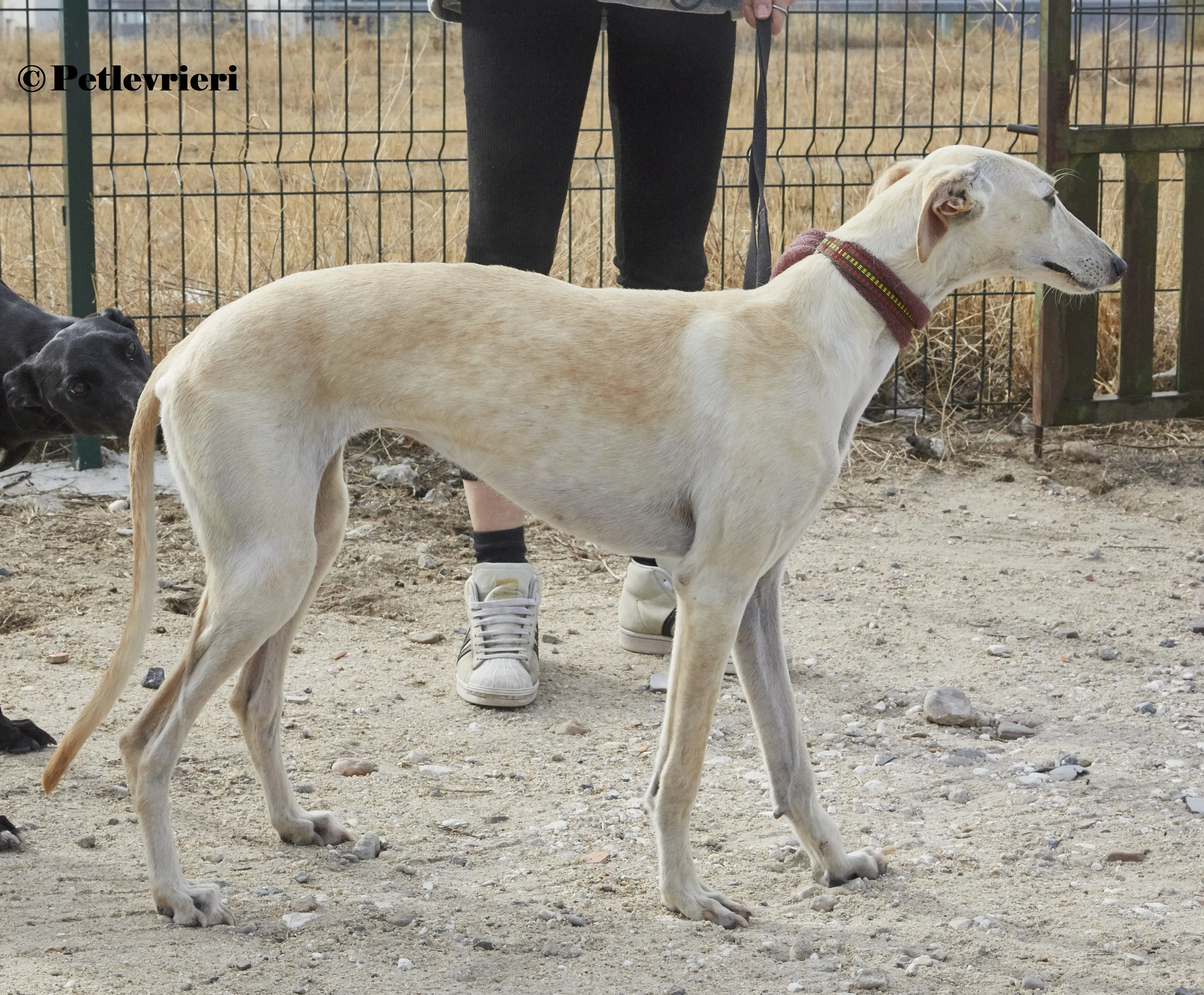 Arya galgo adozione pet levrieri onlus 9 1
