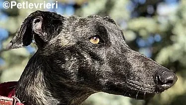 Asfi adozione levrieri galgo 1