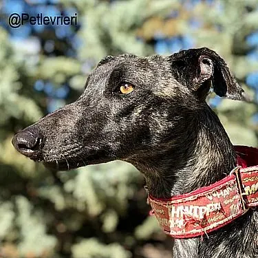 Asfi adozione levrieri galgo 1