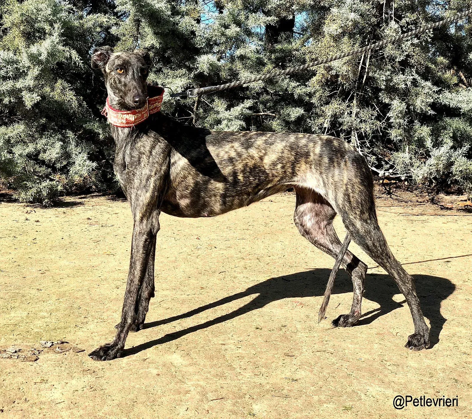 Asfi adozione levrieri galgo 2