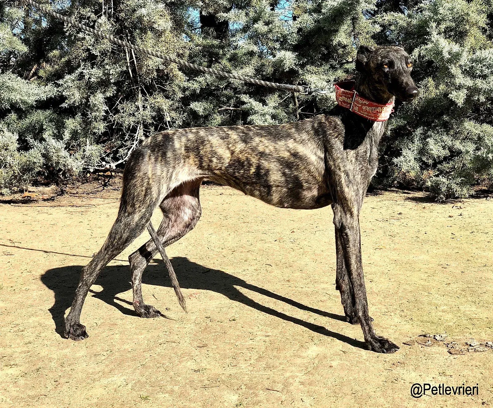 Asfi adozione levrieri galgo 3