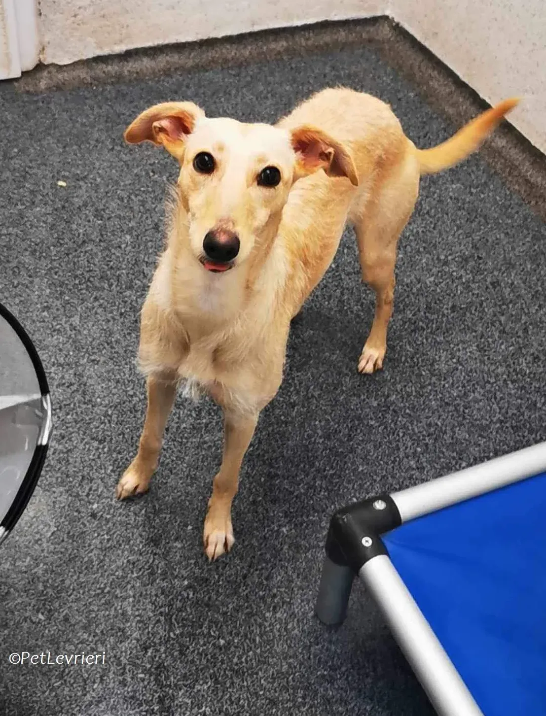 Ashley adozione levrieri greyhound 1