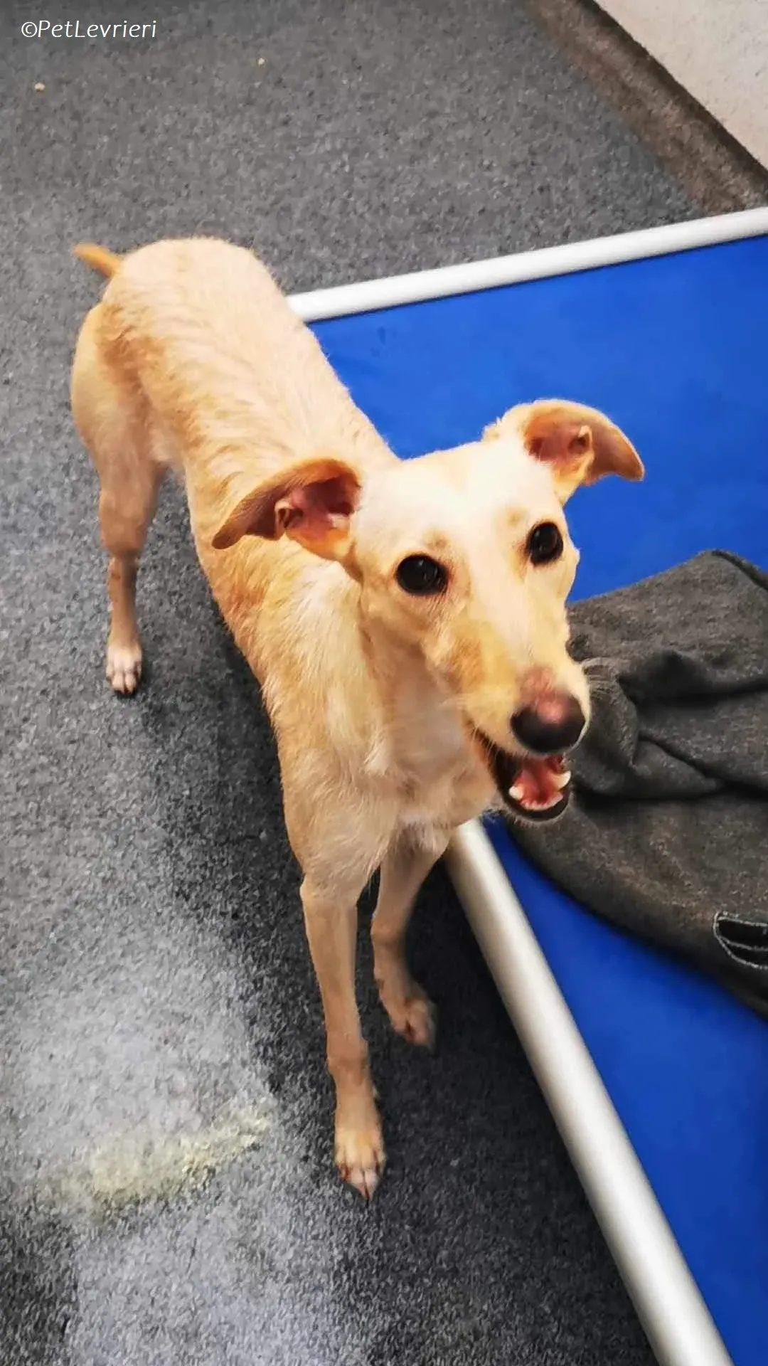 Ashley adozione levrieri greyhound 2