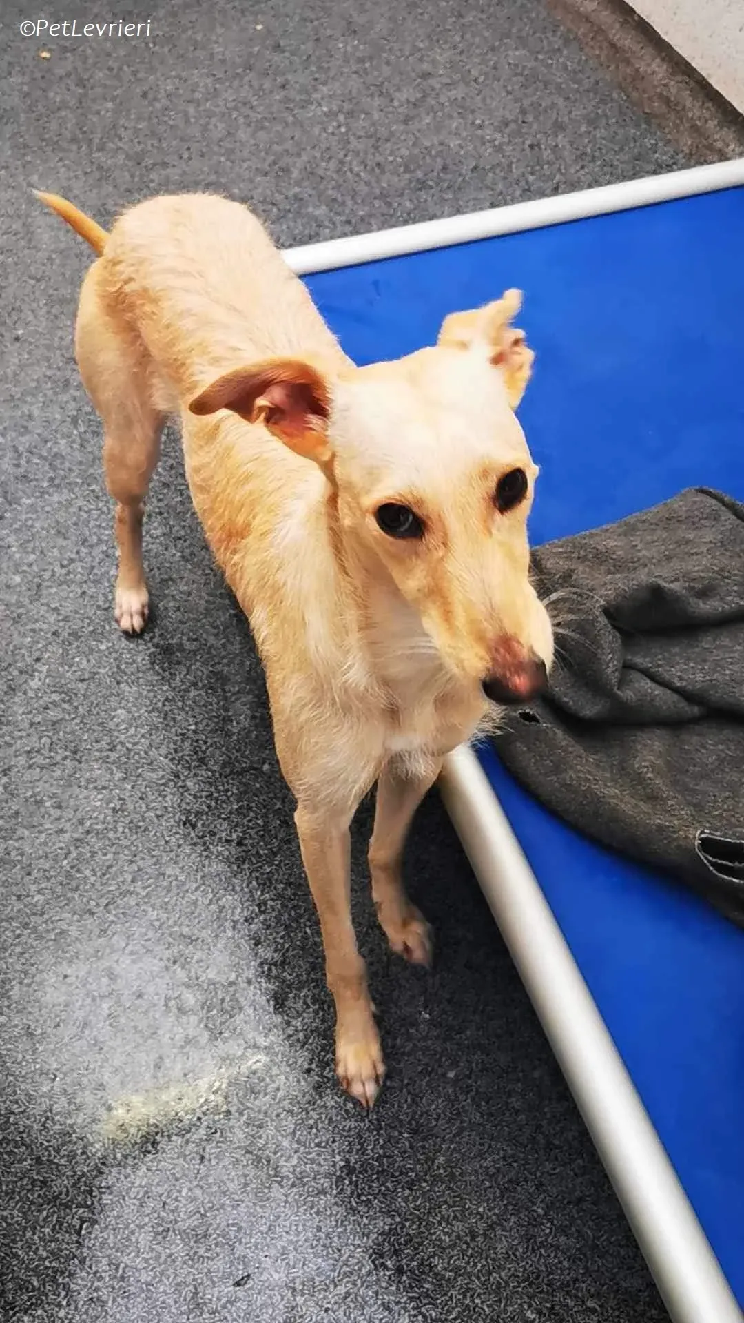 Ashley adozione levrieri greyhound 3