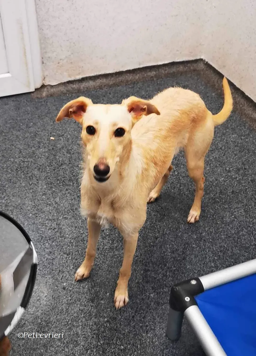 Ashley adozione levrieri greyhound 4