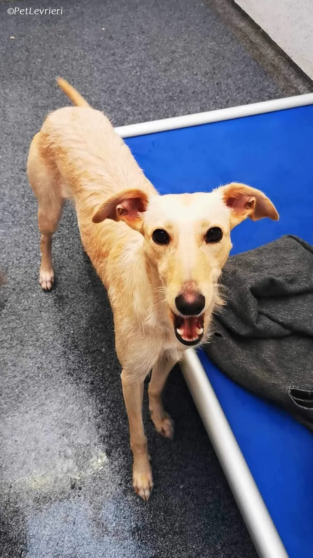 Ashley adozione levrieri greyhound 5