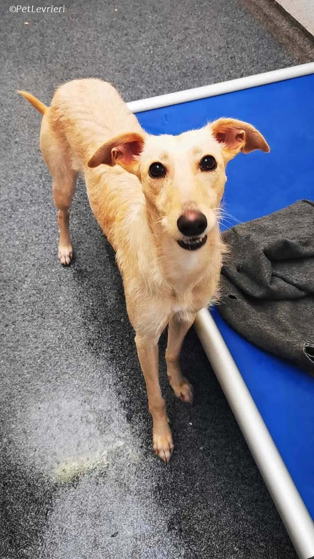 Ashley adozione levrieri greyhound 6