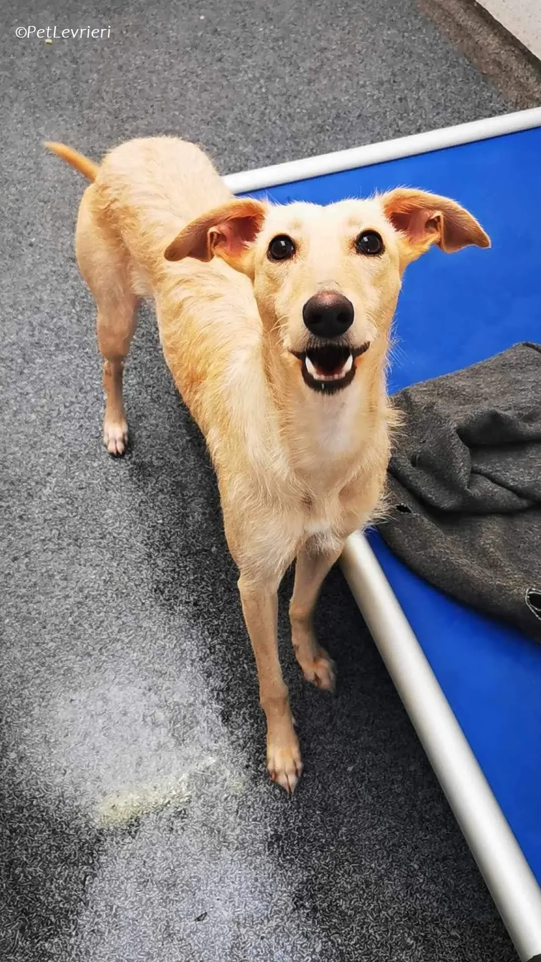 Ashley adozione levrieri greyhound 7