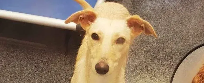 Ashley adozione levrieri greyhound 8 e1705514746283