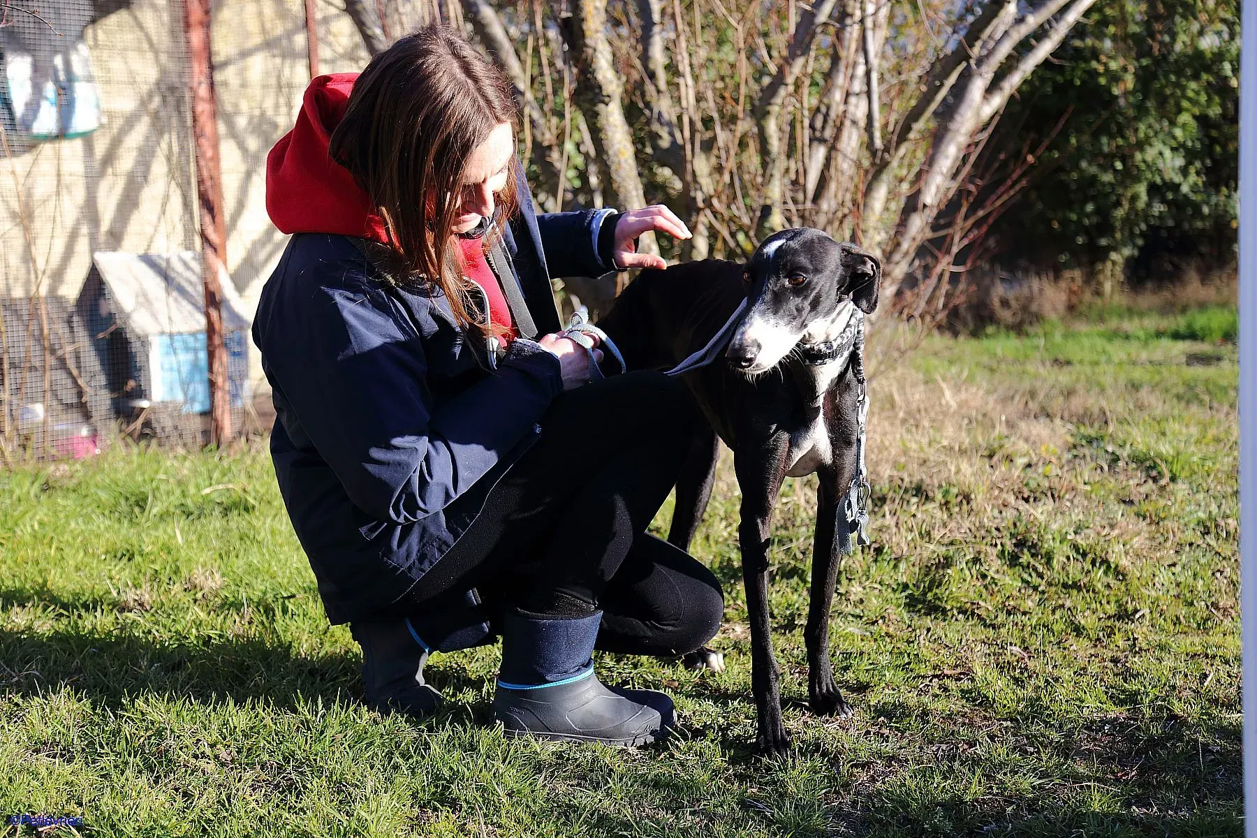 Astrid adozione levrieri galgo 01