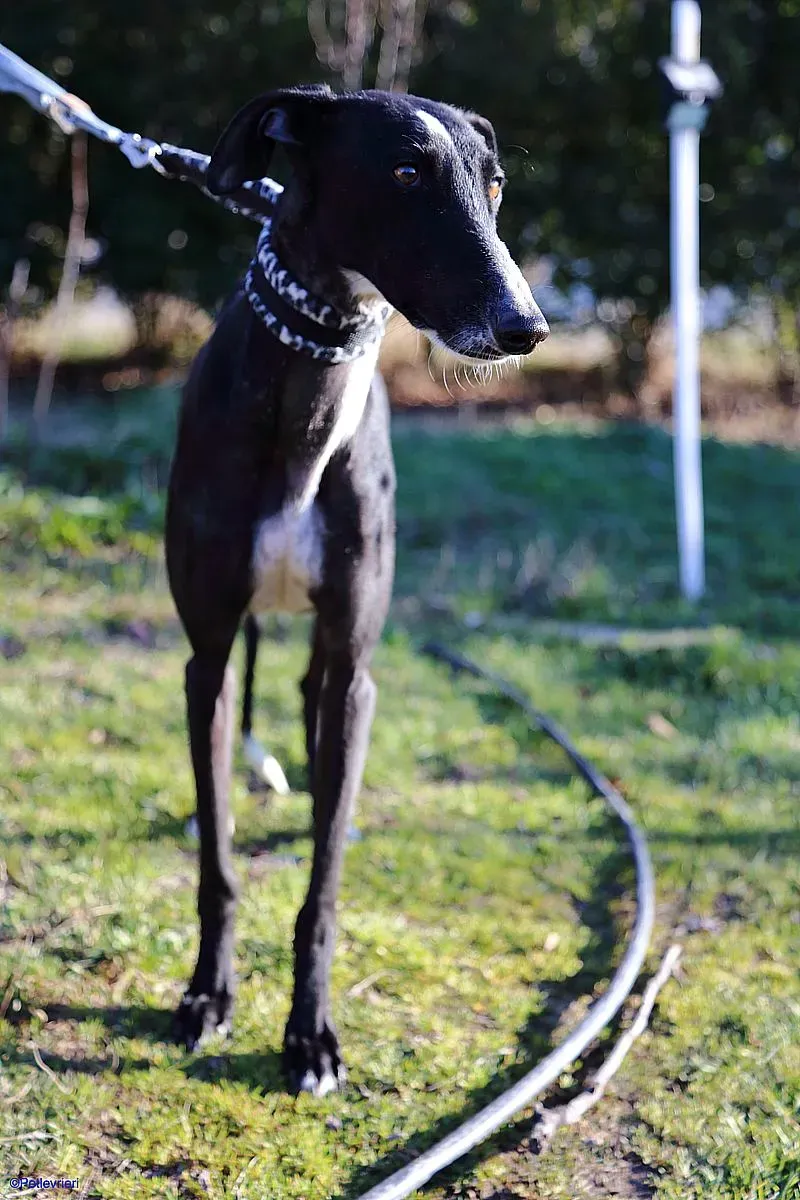 Astrid adozione levrieri galgo 02