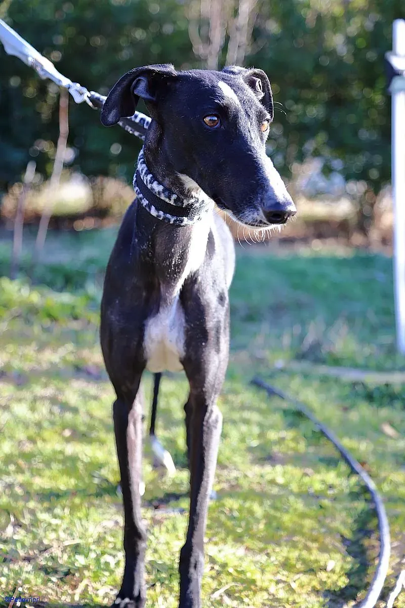 Astrid adozione levrieri galgo 03