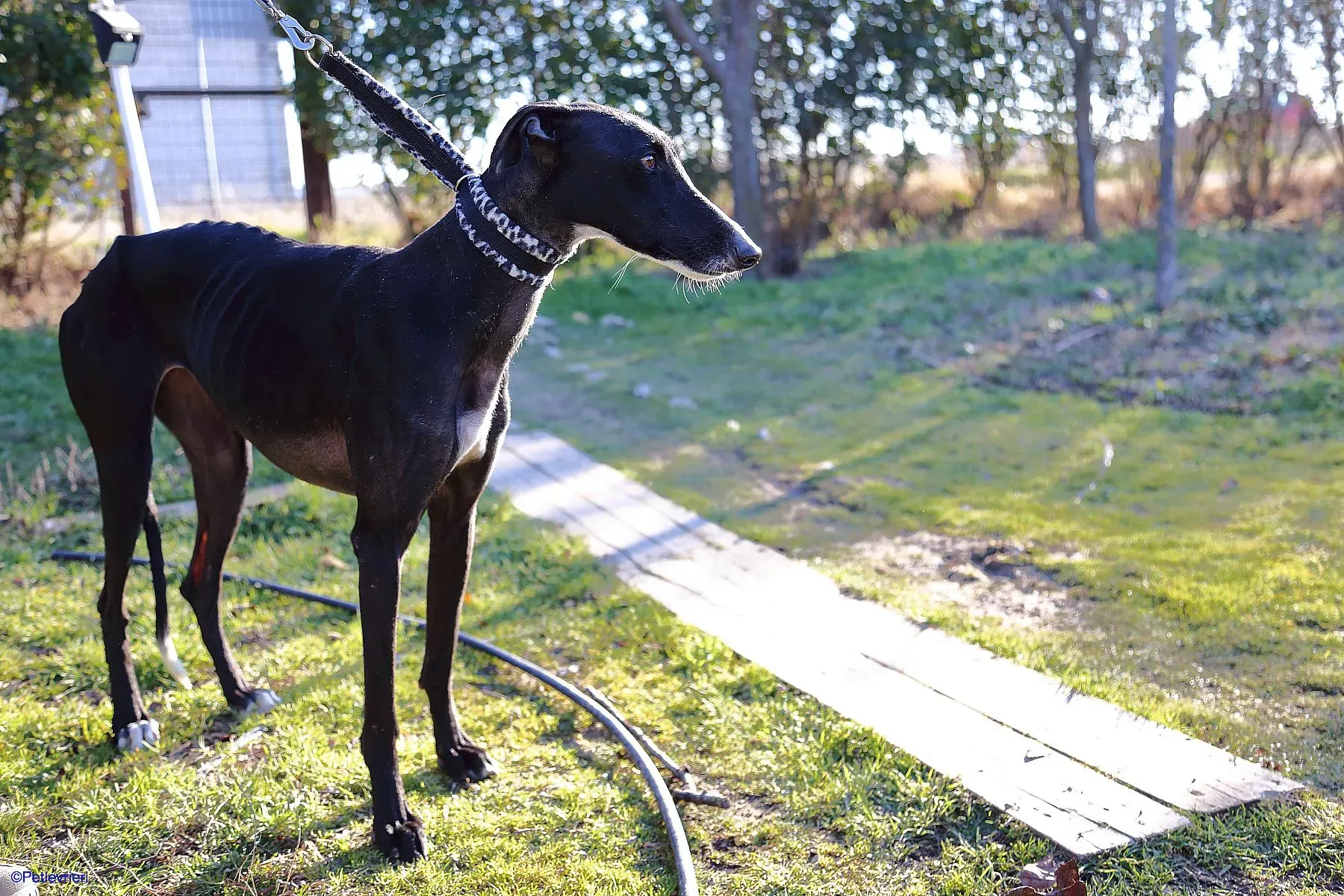 Astrid adozione levrieri galgo 04