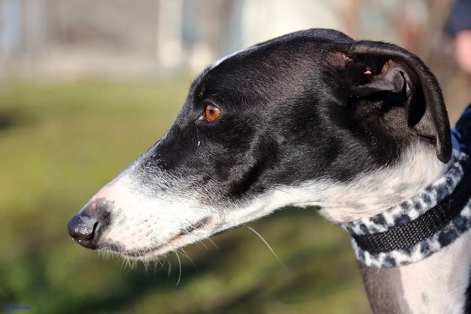 Astrid adozione levrieri galgo 05