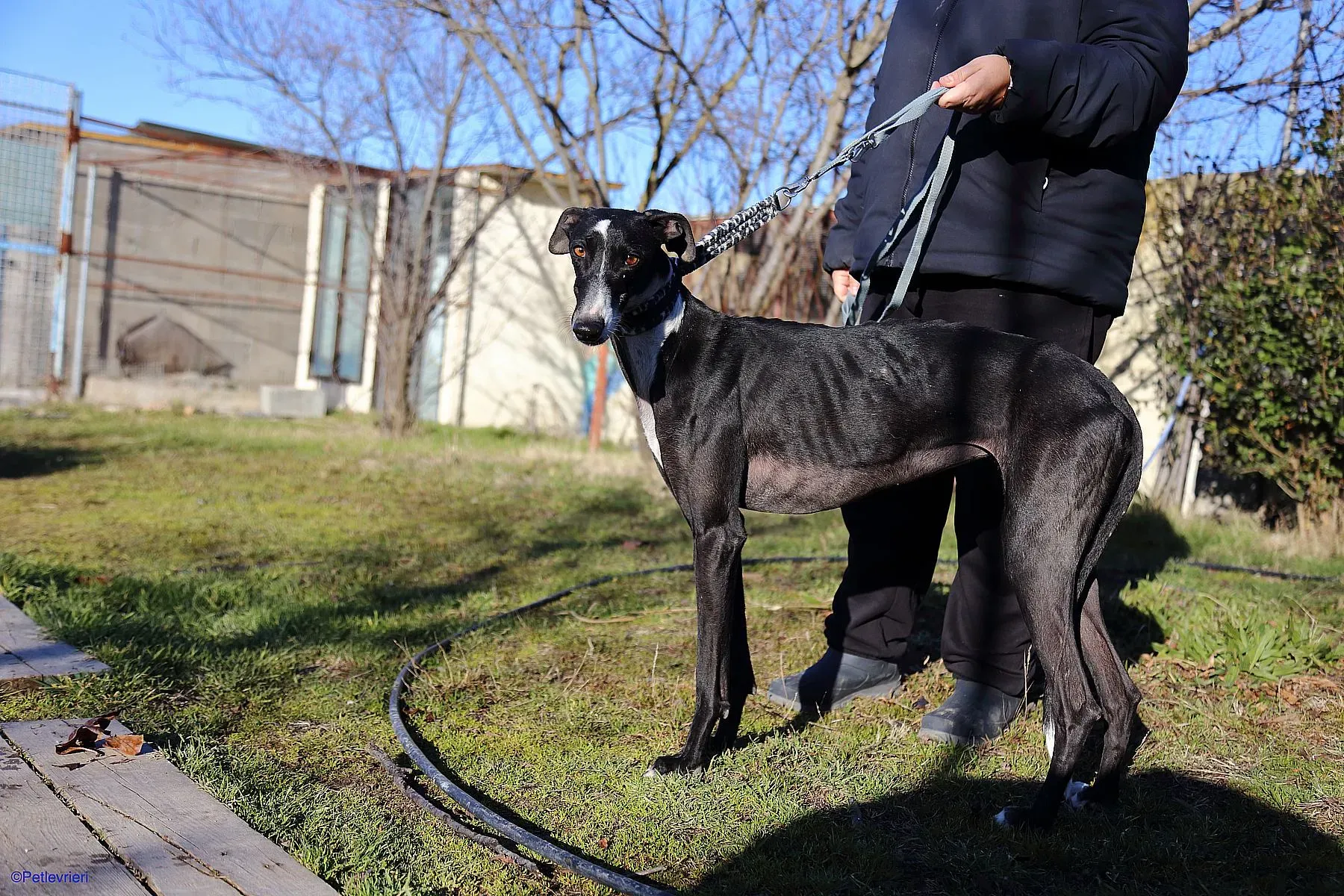 Astrid adozione levrieri galgo 06