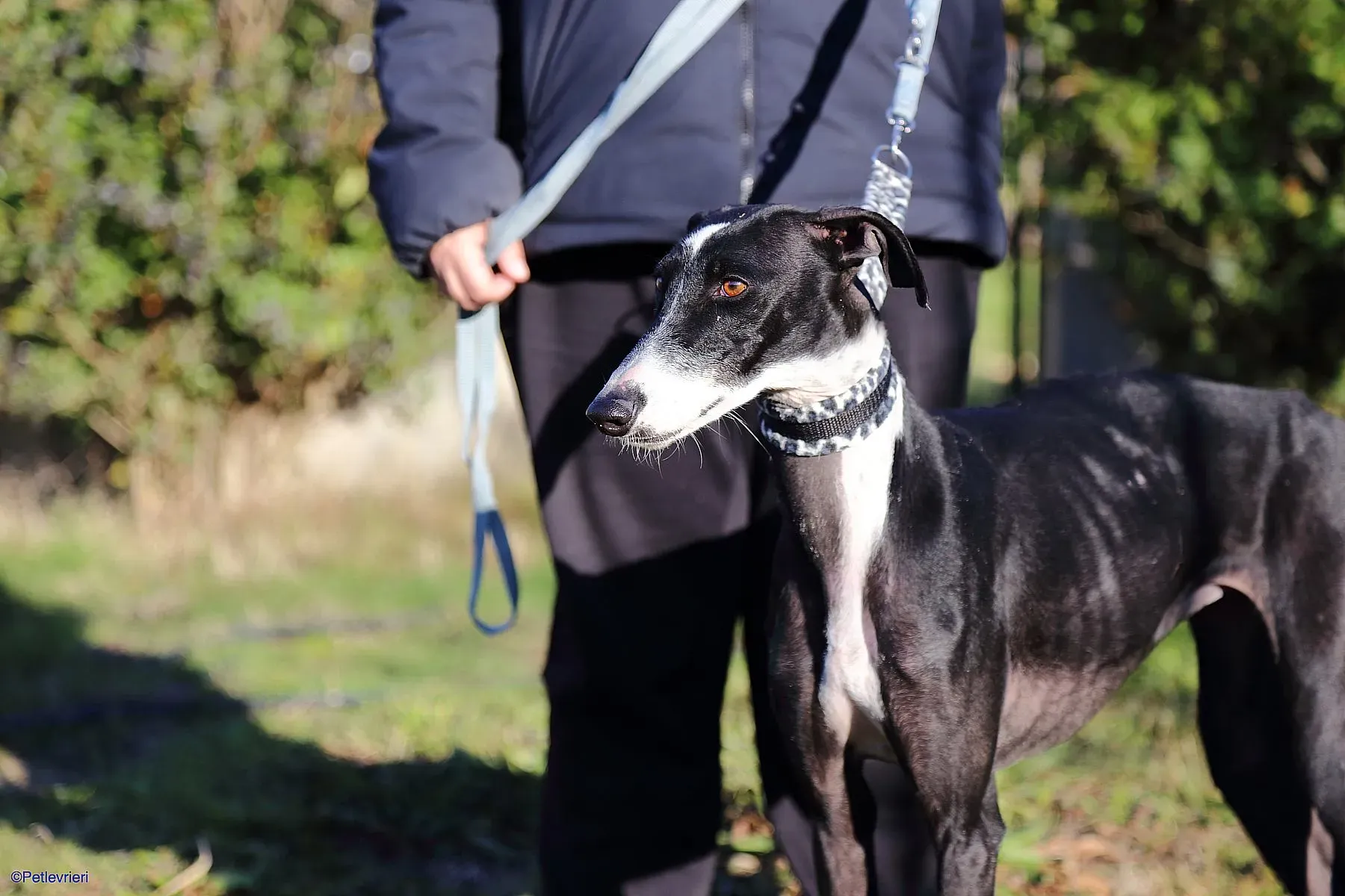 Astrid adozione levrieri galgo 07