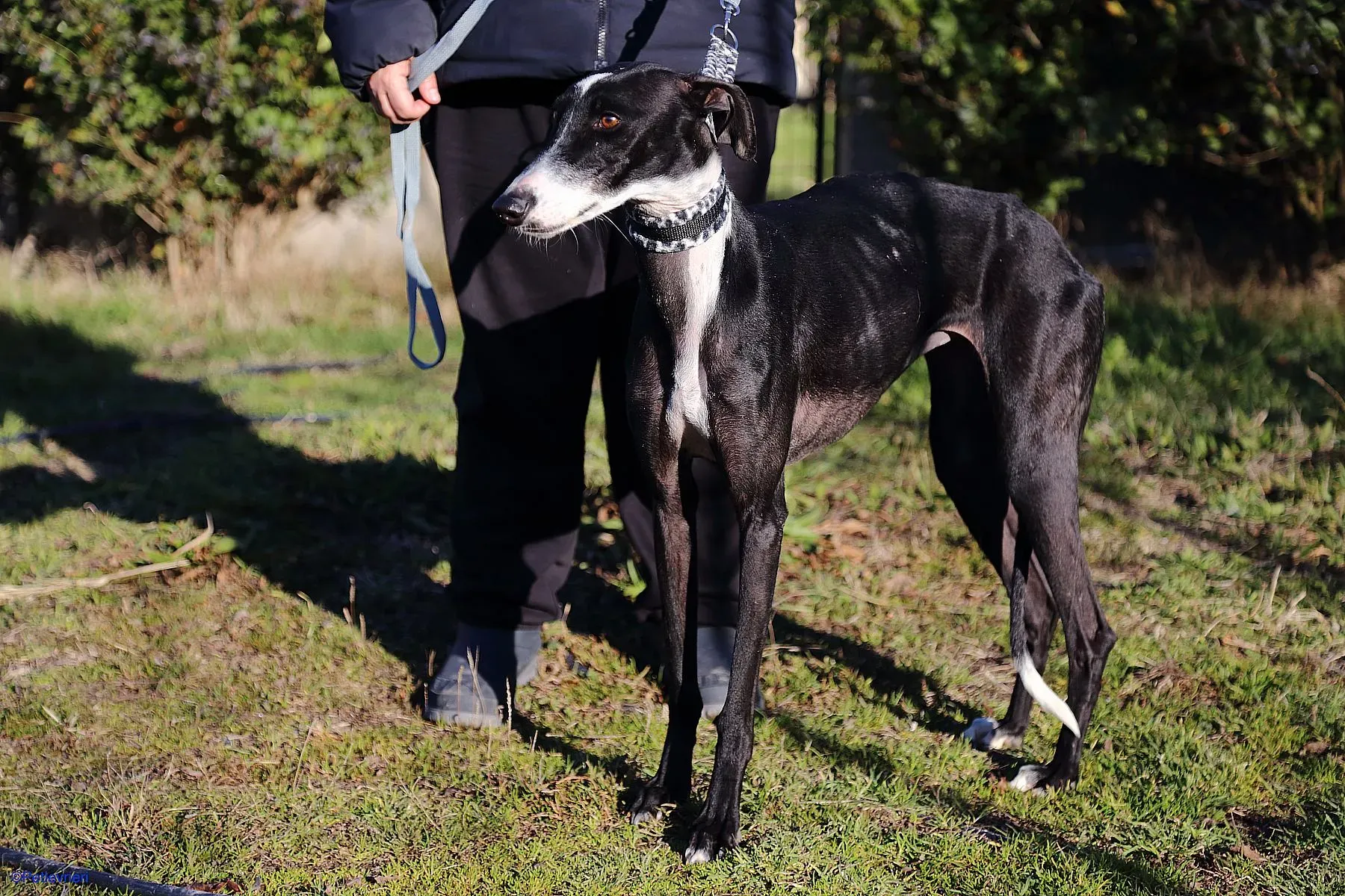 Astrid adozione levrieri galgo 08