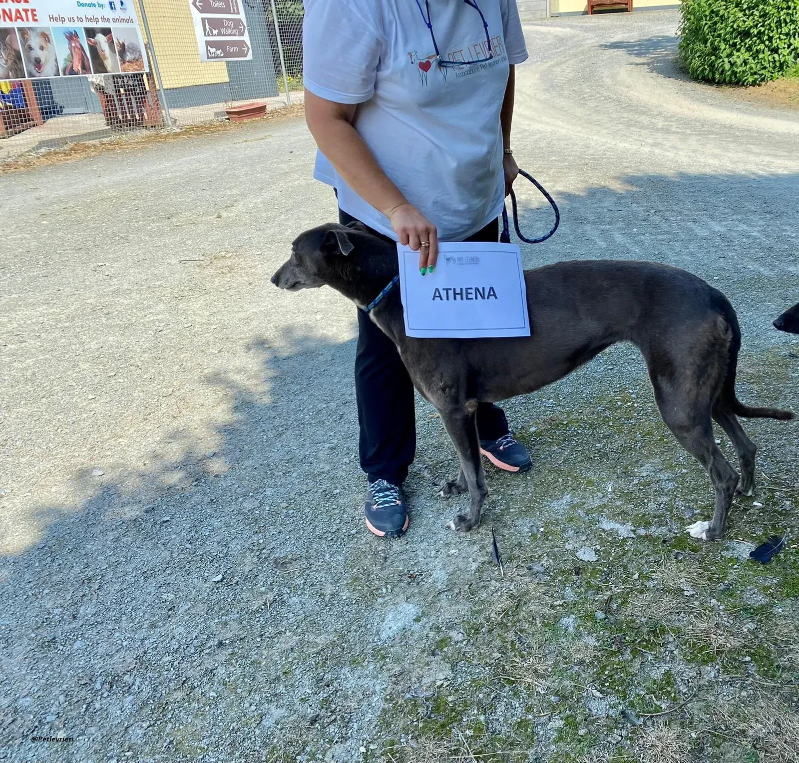 Athena greyhound adozionelevrieri 1
