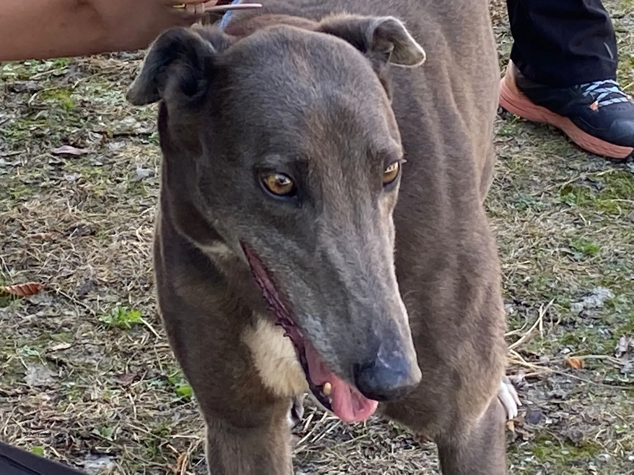 Athena greyhound adozionelevrieri 2