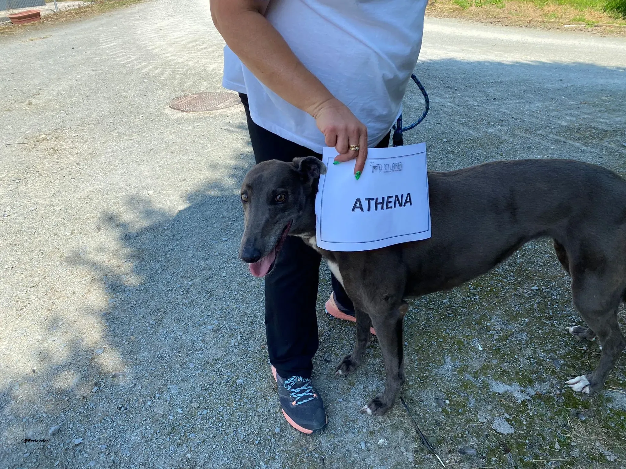 Athena greyhound adozionelevrieri 4
