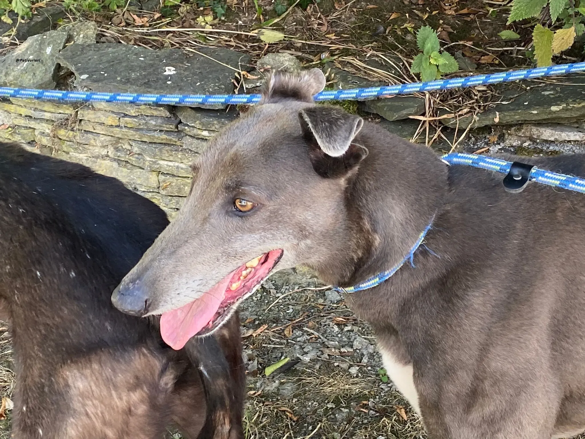 Athena greyhound adozionelevrieri 5