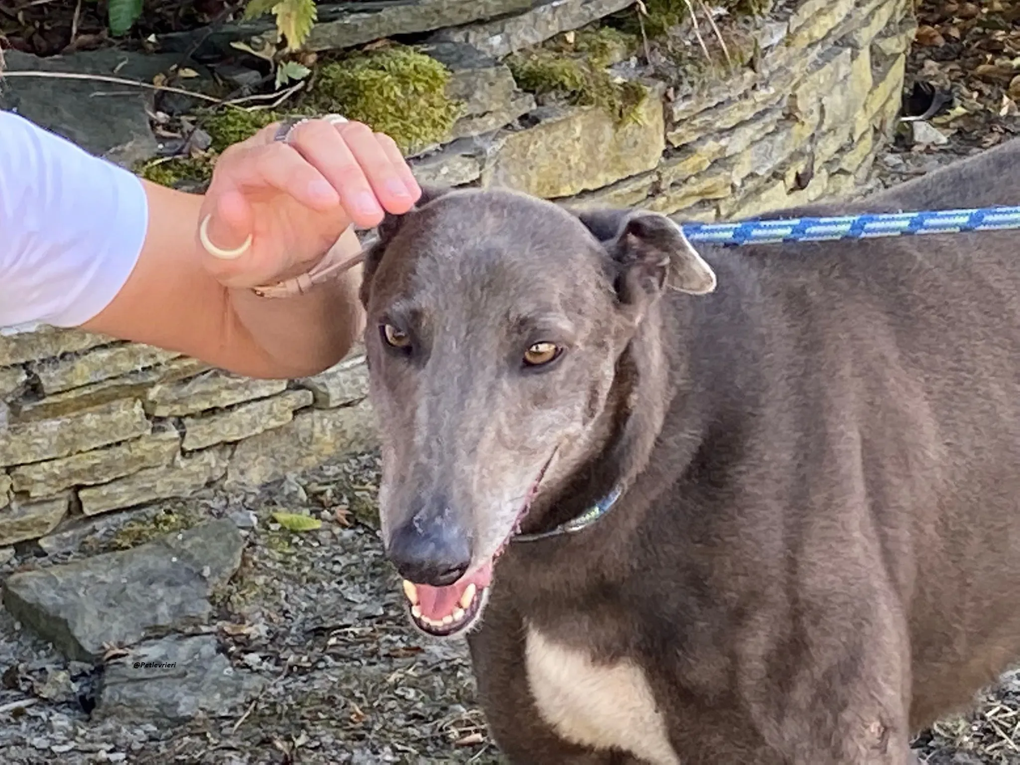 Athena greyhound adozionelevrieri 6