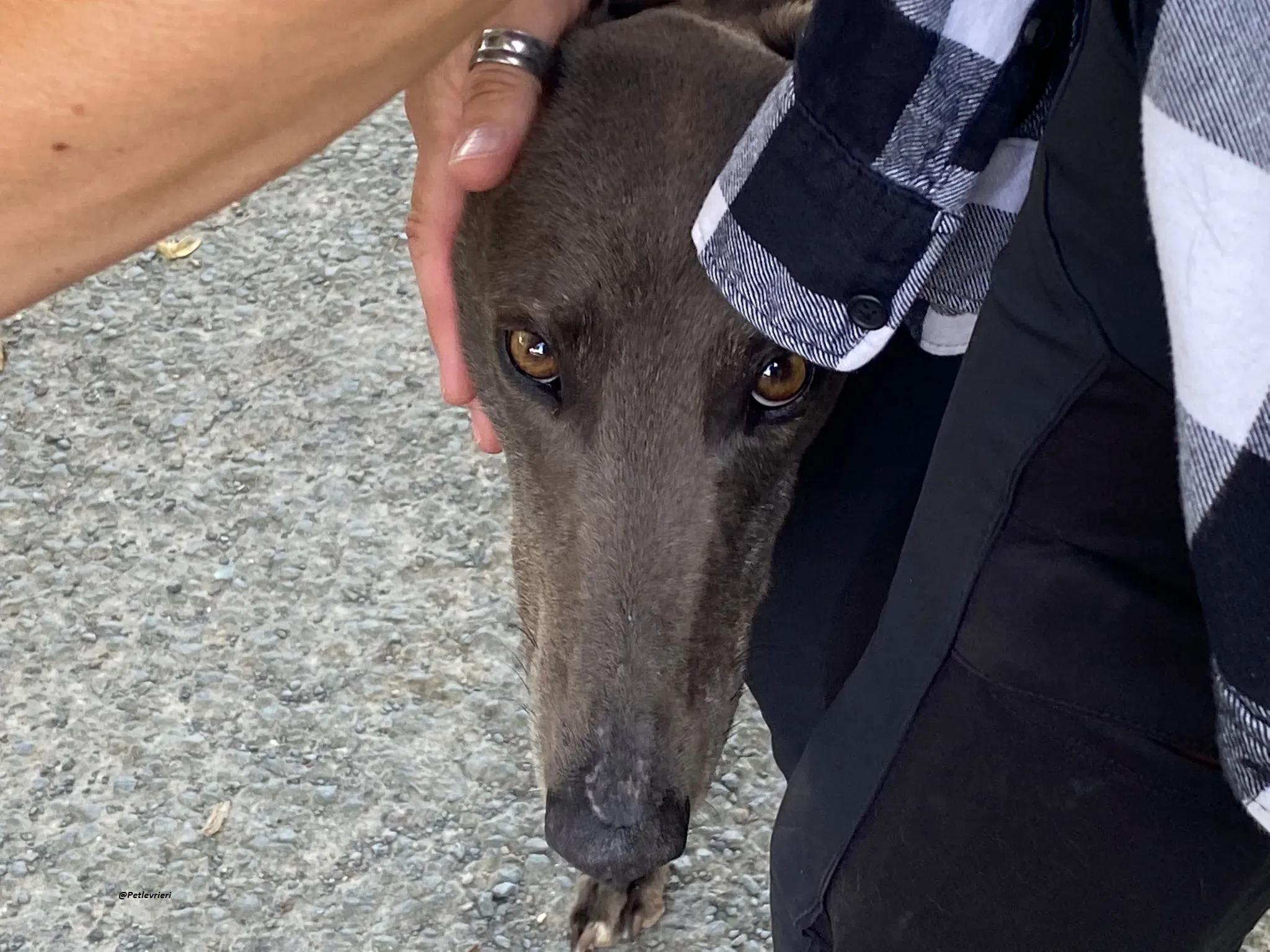 Athena greyhound adozionelevrieri 7