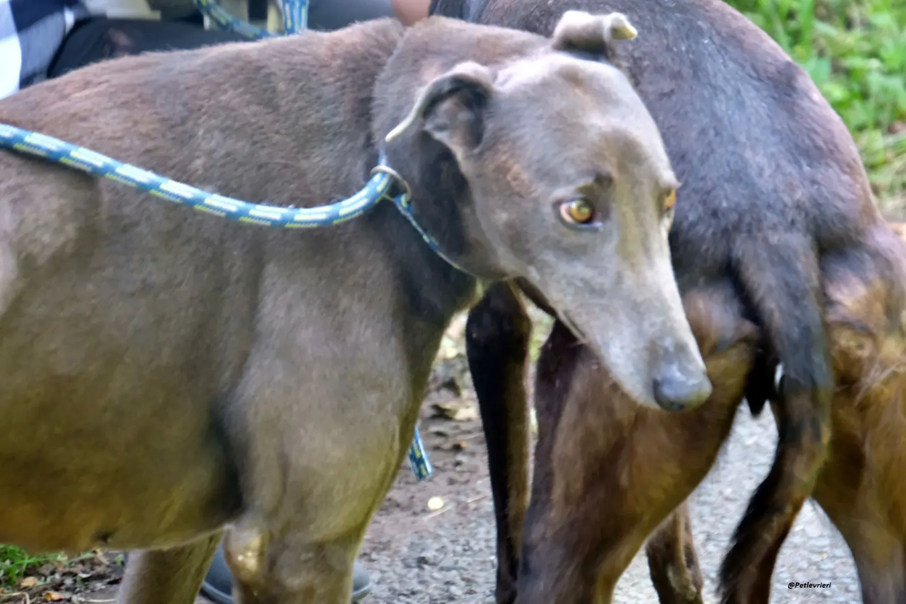 Athena greyhound adozionelevrieri 8