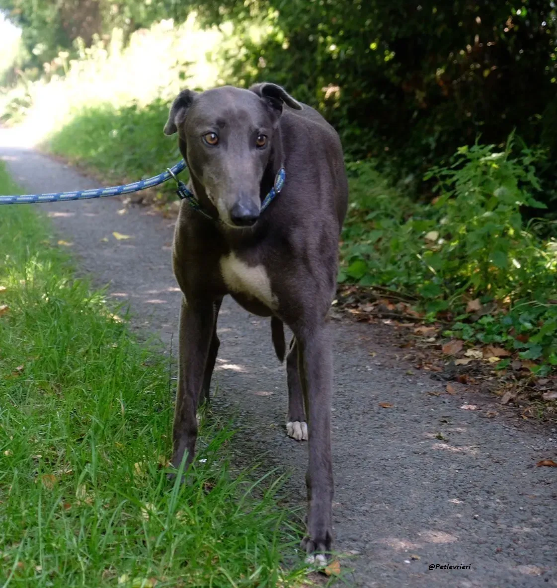 Athena greyhound adozionelevrieri 9