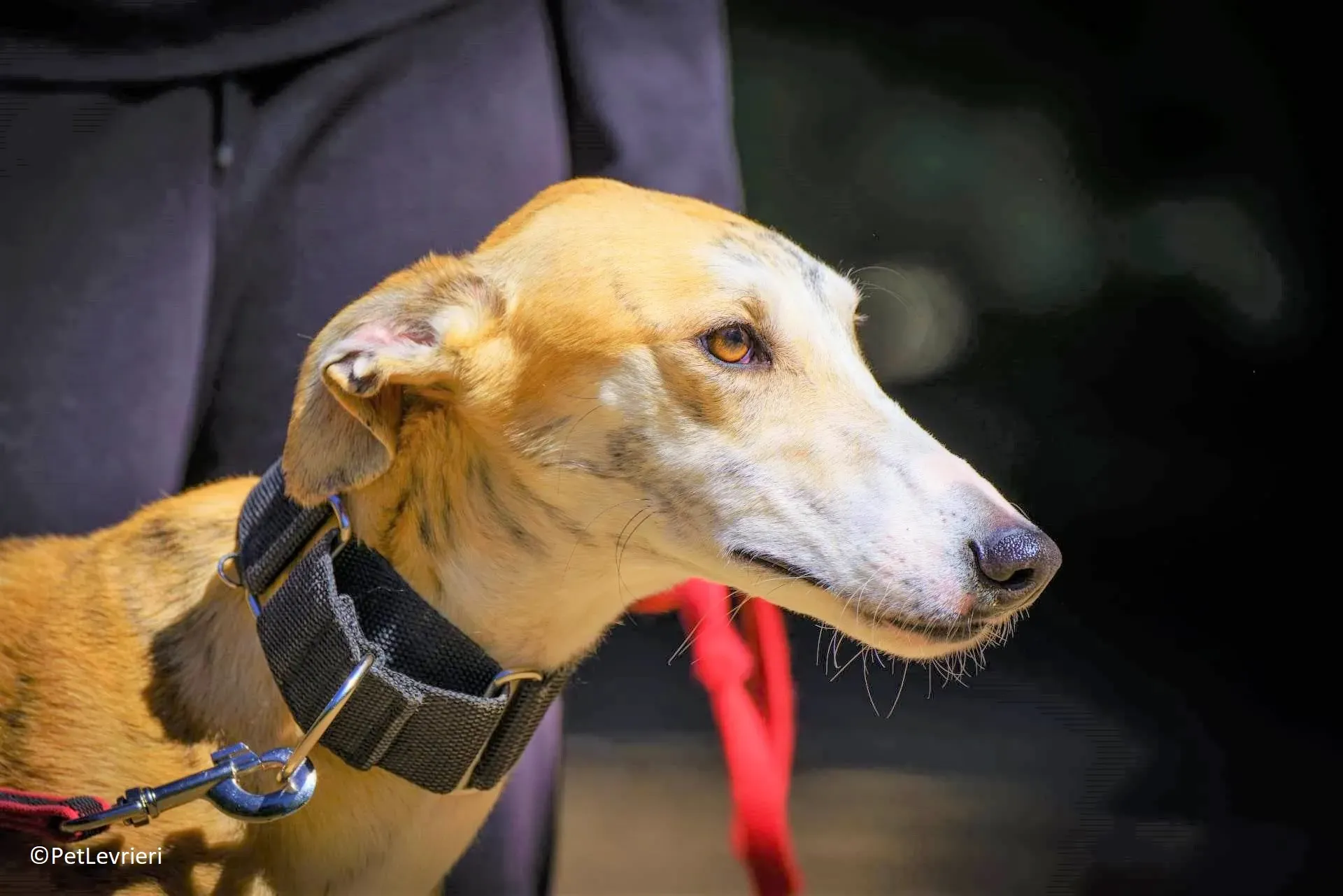 Atreju adozione levrieri galgo 01