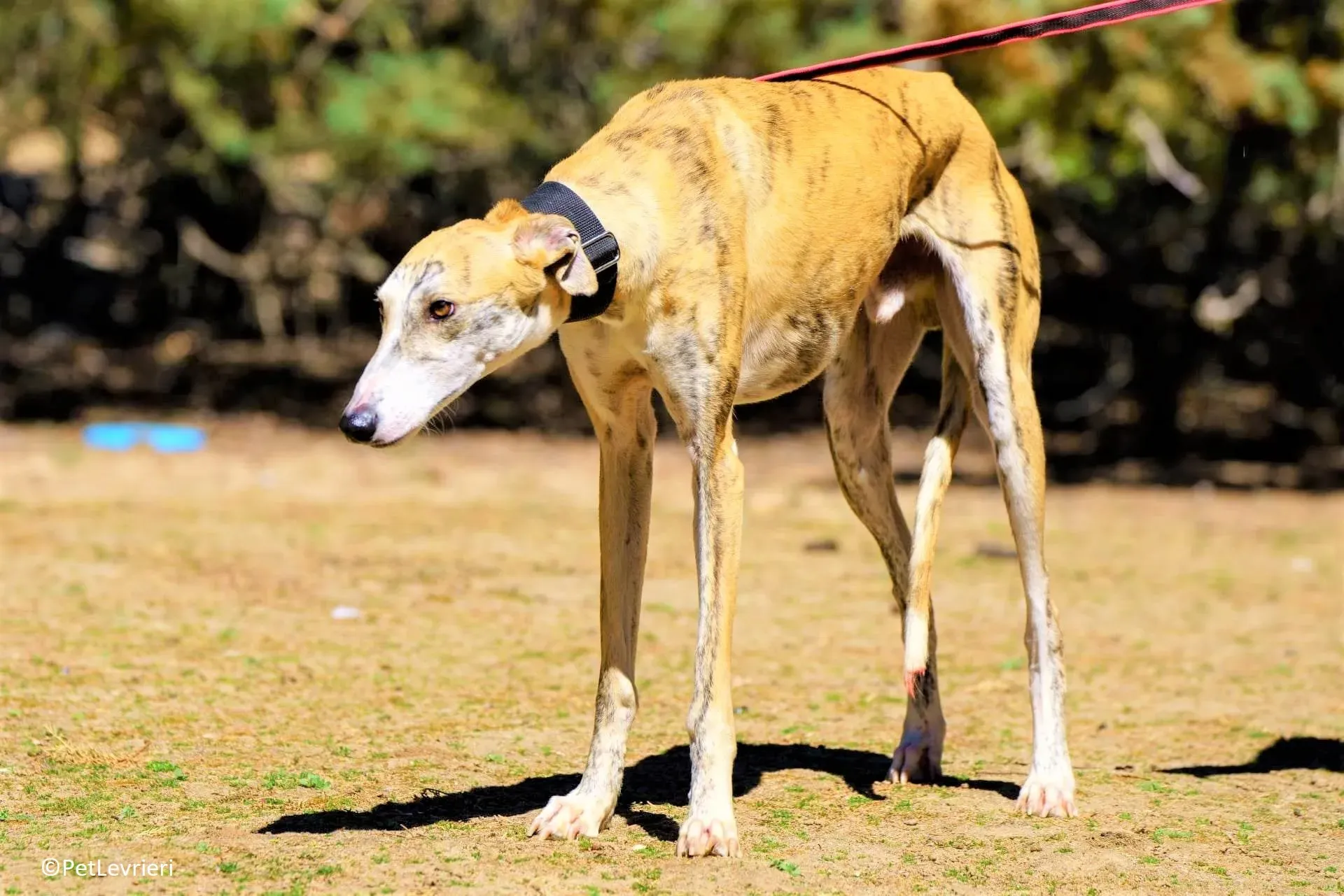 Atreju adozione levrieri galgo 02